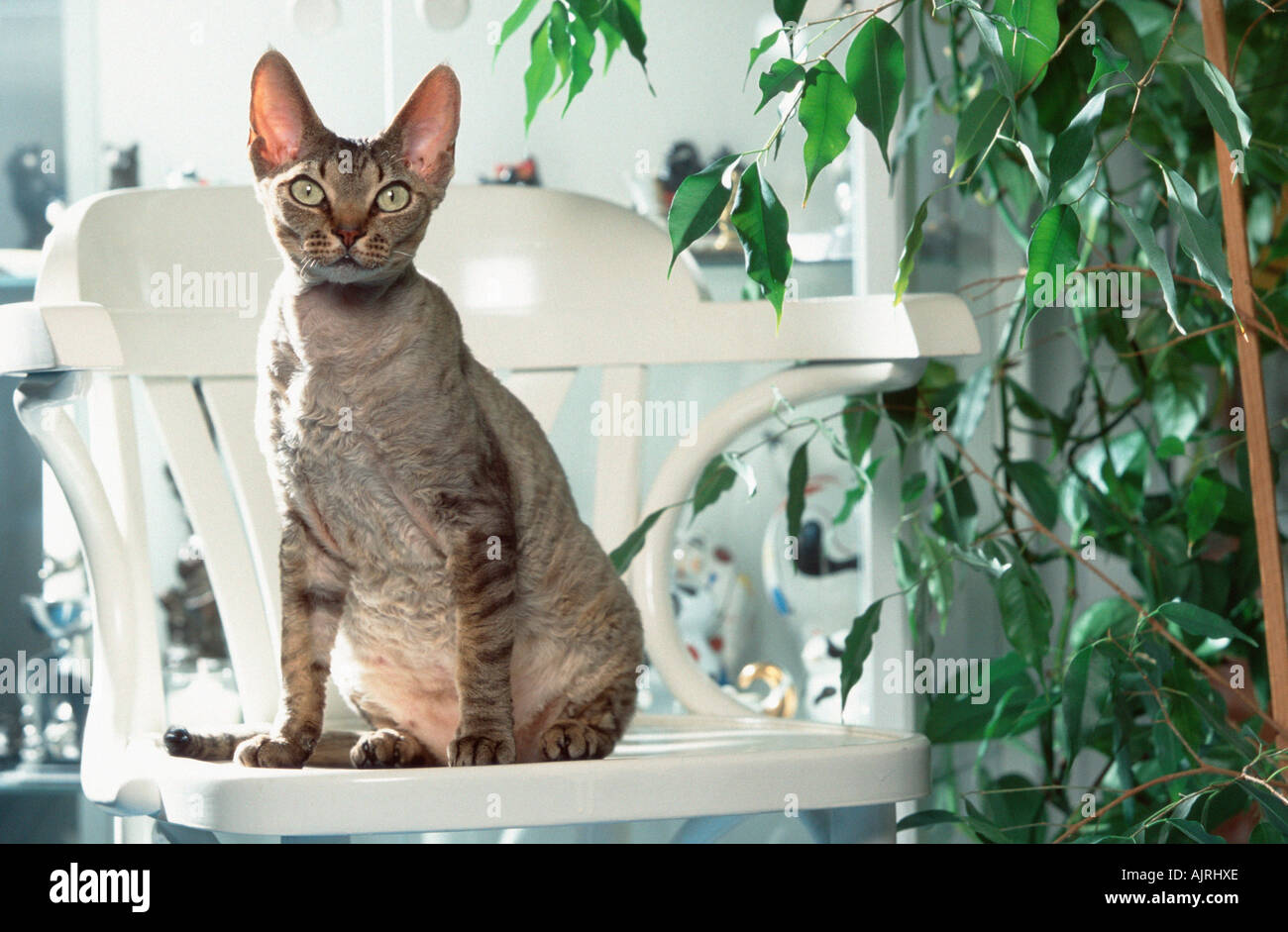 Devon Rex Cat on chair Stock Photo