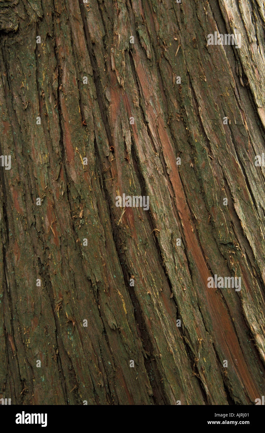 Nootka cypress - Stock Image