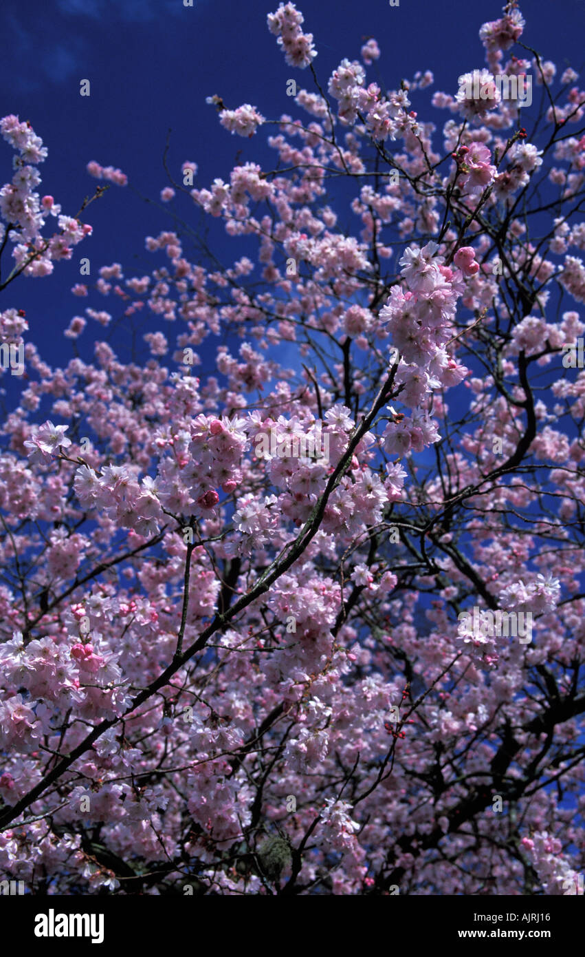 Cherry blossom atmosphere hi-res stock photography and images - Alamy
