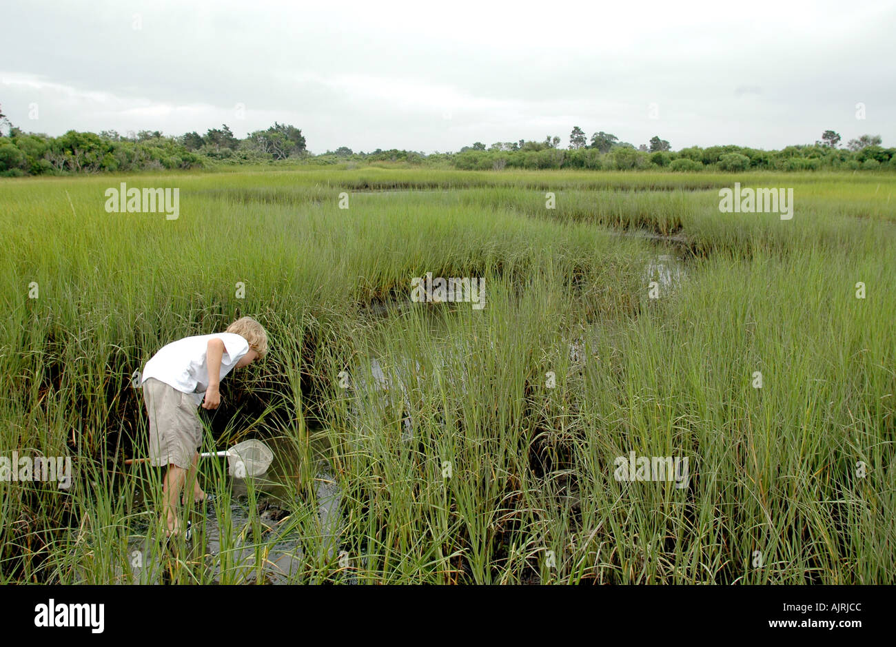 Eight year old boy looking for Blue crabs in the marsh grass, wetlands, of Polpis Harbor, Nantucket Island, Massachusetts ,USA. Stock Photo