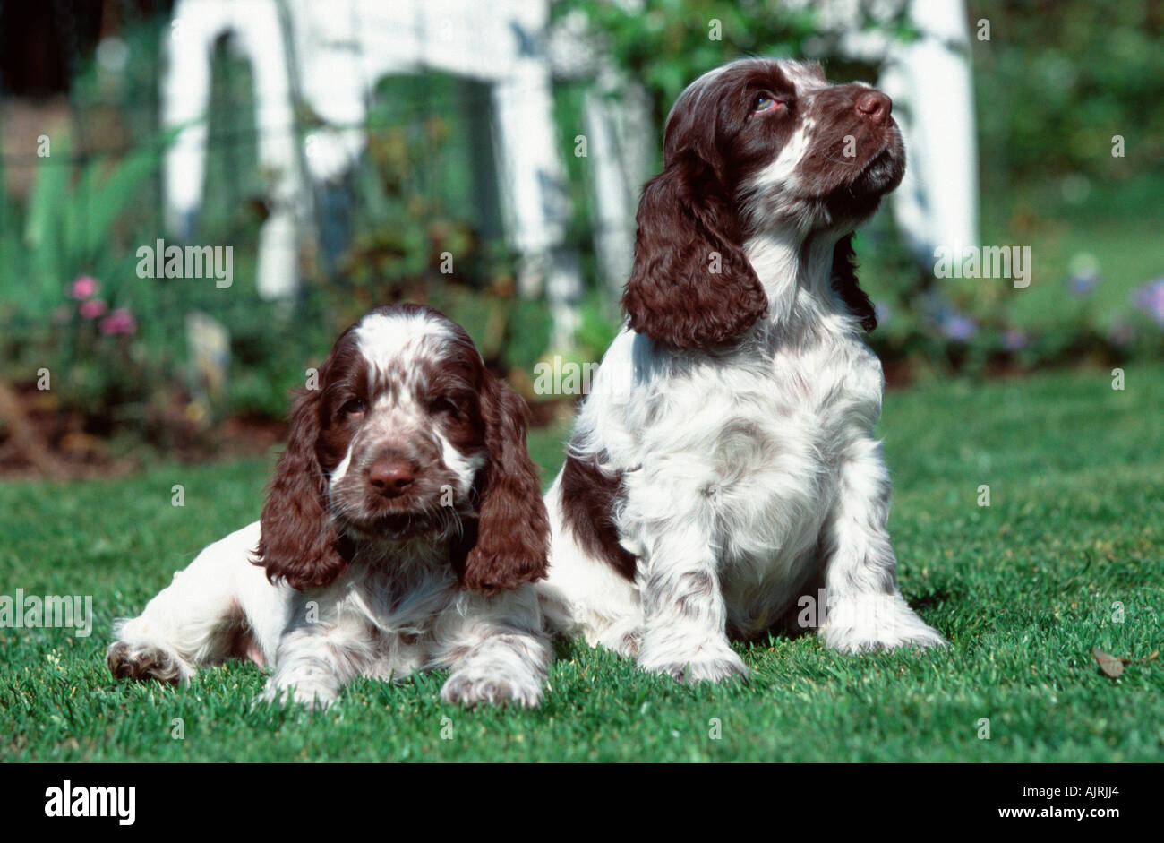 english cocker spaniel breeders near me