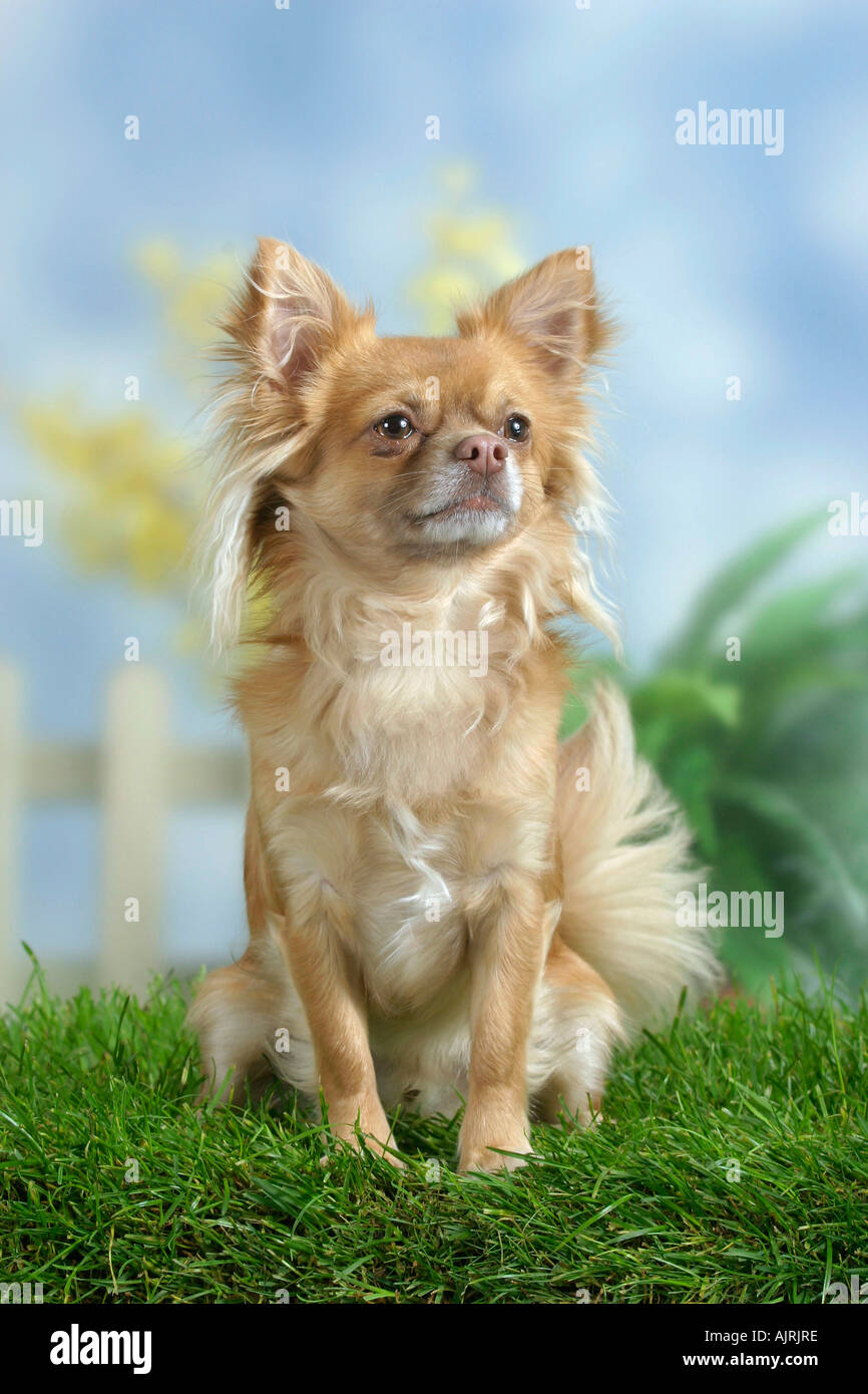 Chihuahua long haired Chihuahua langhaarig Stock Photo Alamy