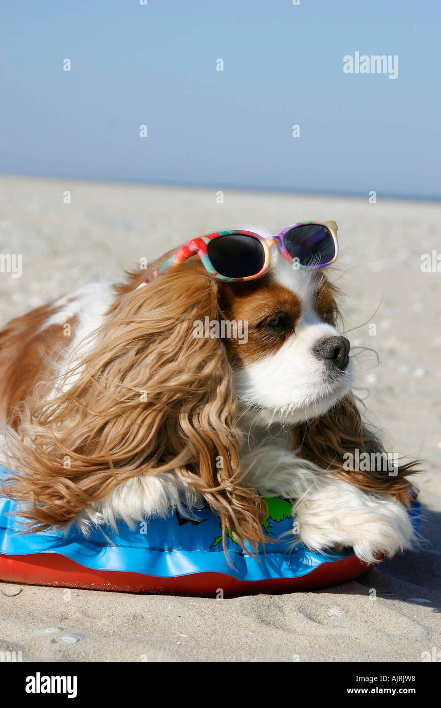Cavalier King Charles Spaniel Blenheim with swimming belt and sun