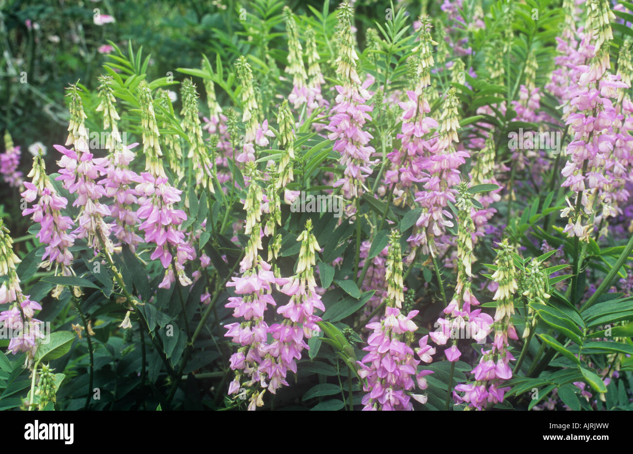 Close up of stems of pale pink flowers and light green foliage of Indigo bush or Indigofera potaninii Stock Photo