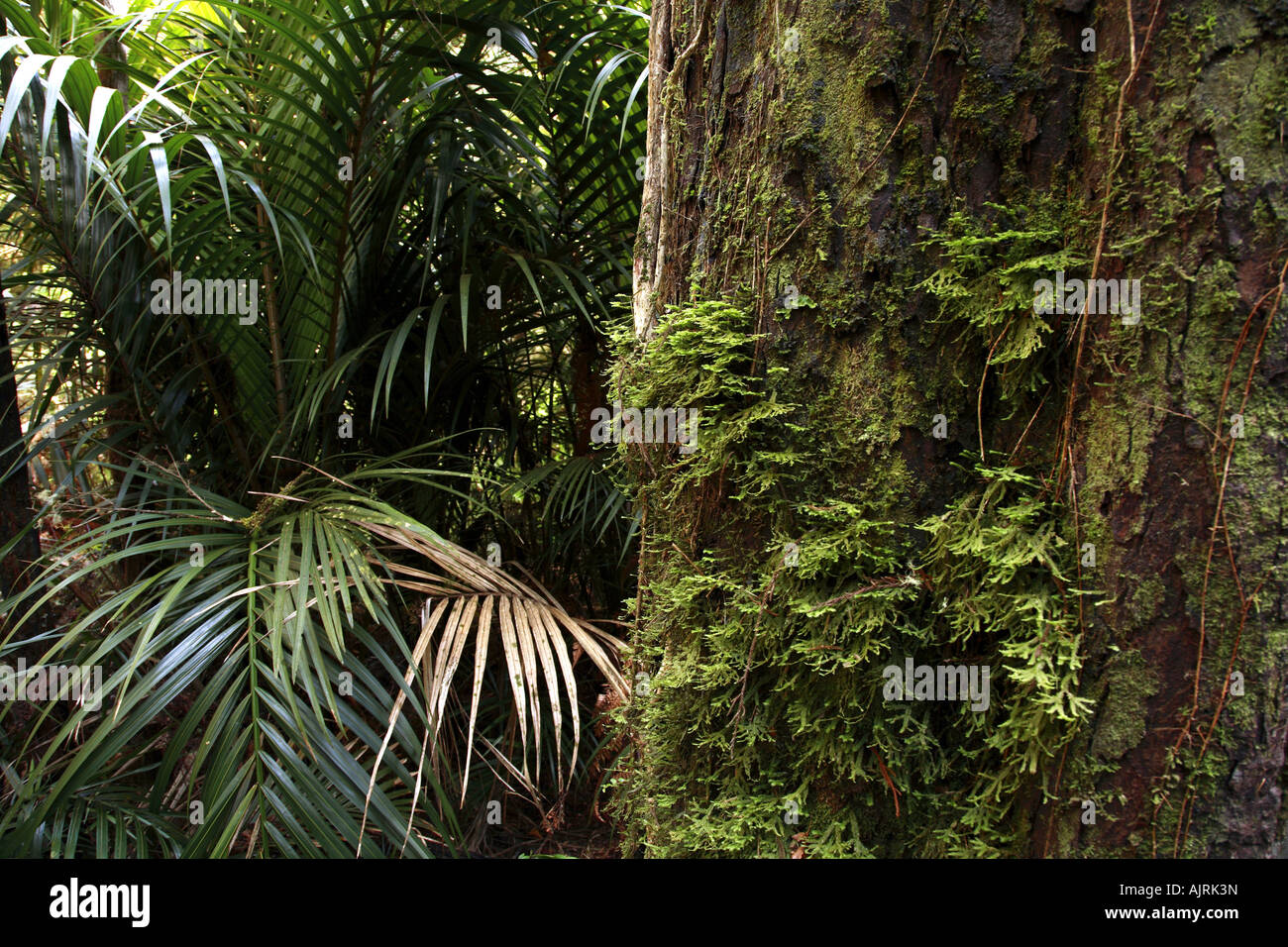Landscape green palm tree hi-res stock photography and images - Alamy