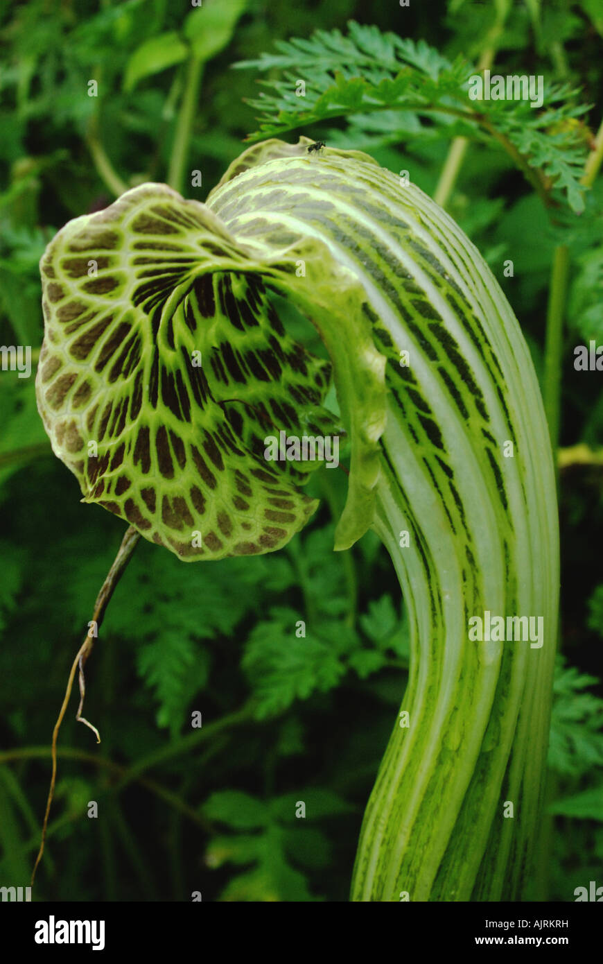 A Snake Lily thrives during the monsoon, Ganesh Himal, Nepal Stock Photo