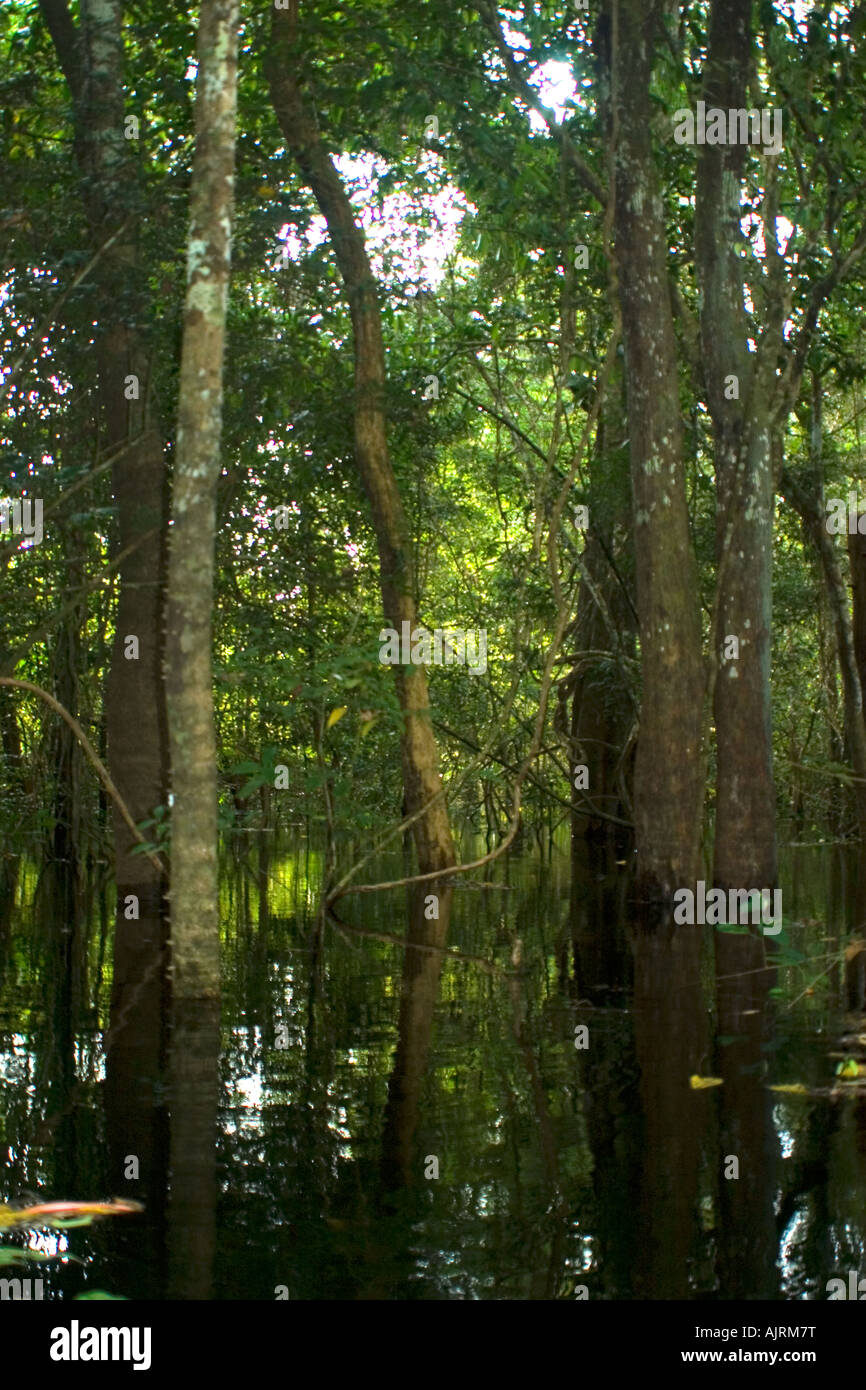 Flooded tropical rain forest Mamiraua sustainable development reserve ...