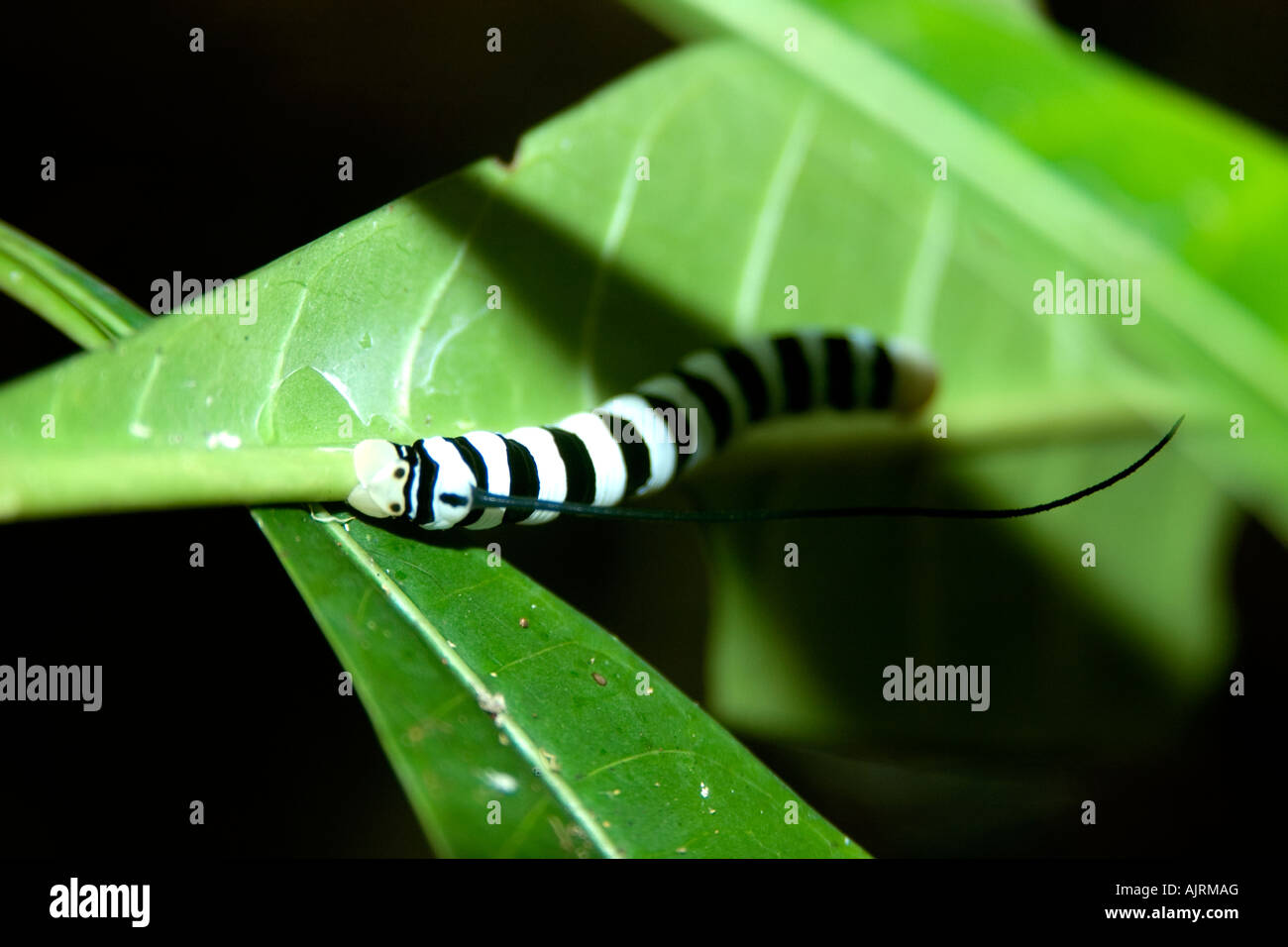 Sphingidae moth larvae on leaf Mamiraua sustainable development reserve Amazonas Brazil Stock Photo