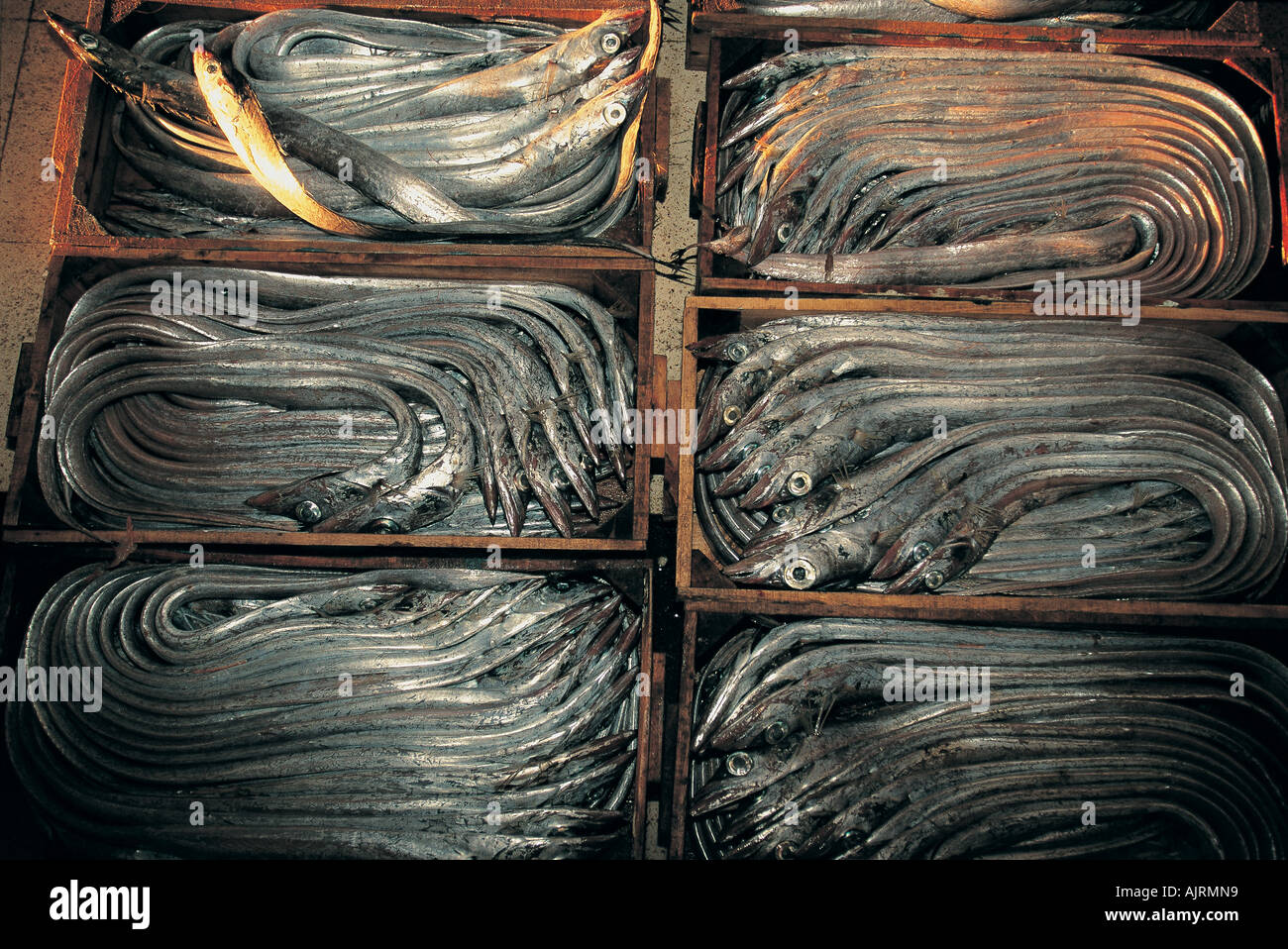 Snake blennies, Ophidion barbatum, in Izmir fish market, Turkey. Stock Photo