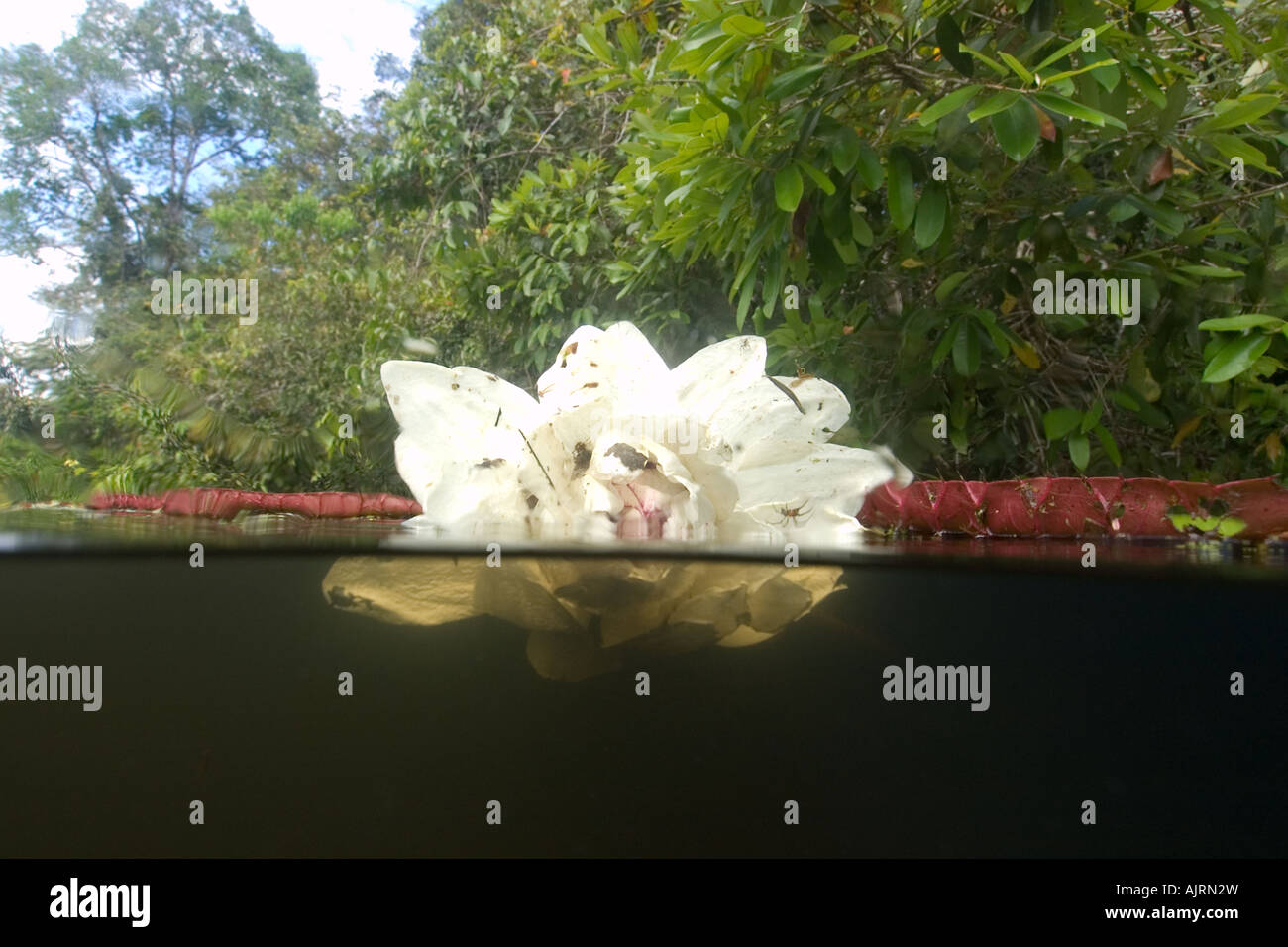 Flower of Victoria regia or waterlily Victoria amazonica is the largest