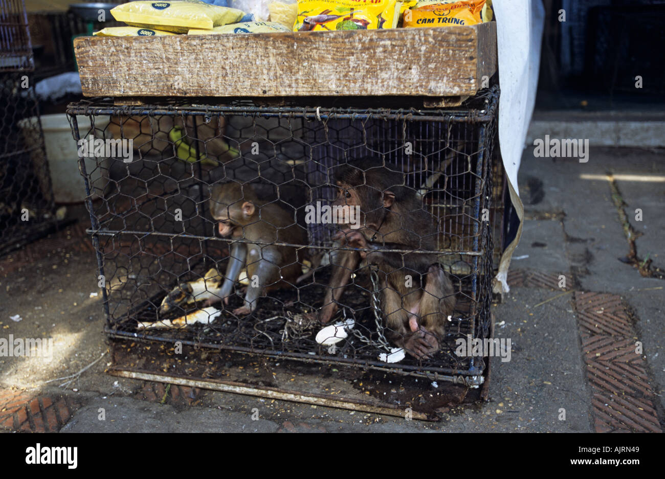 Monkey market cage hi-res stock photography and images - Alamy