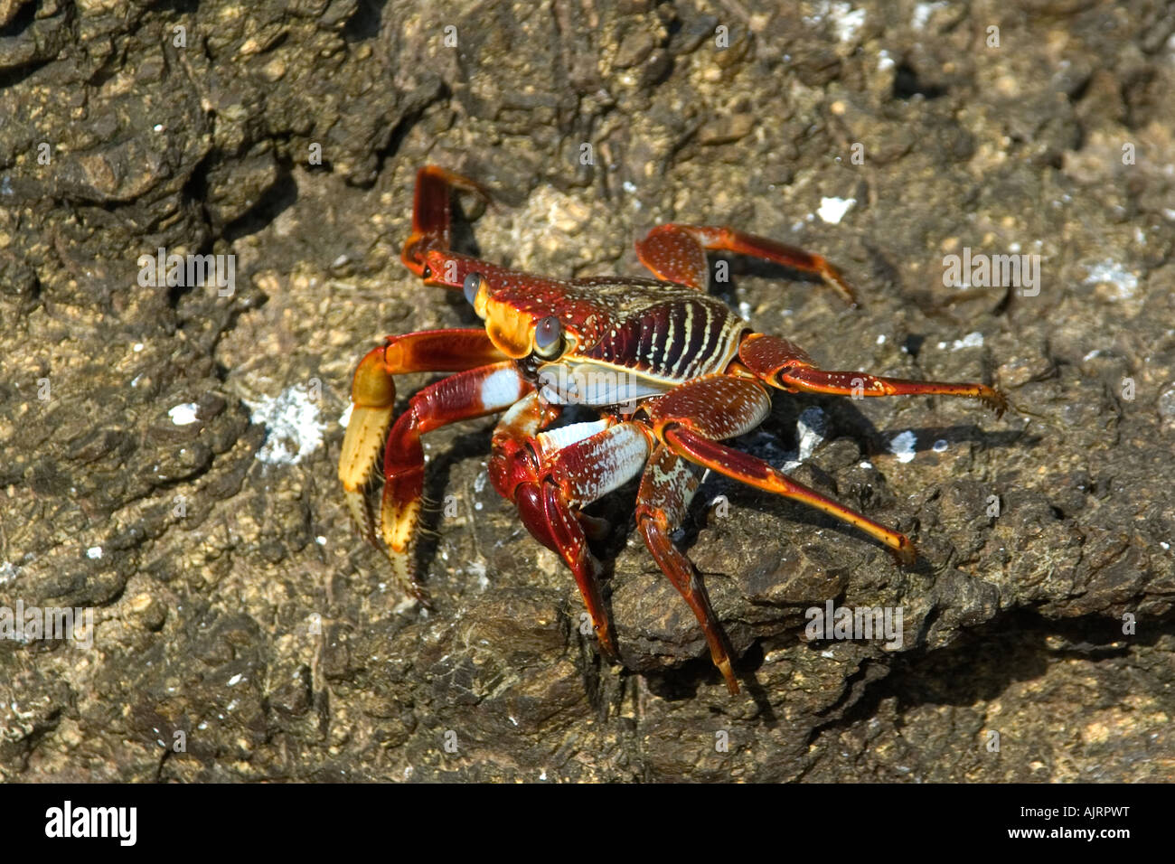 Red rock crab Grapsus grapsus St Peter and St Paul s rocks Brazil Atlantic Ocean Stock Photo