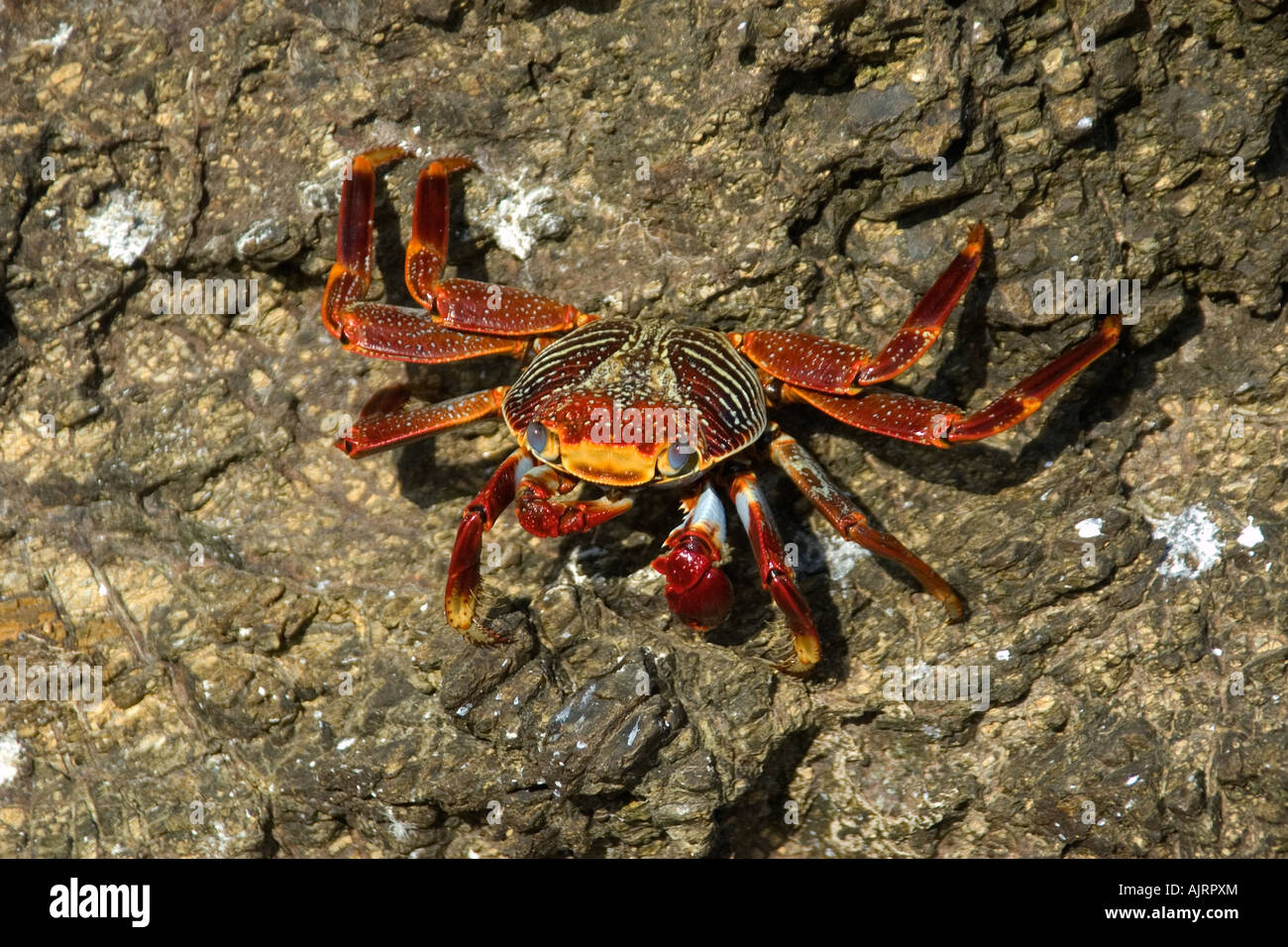 Red rock crab Grapsus grapsus St Peter and St Paul s rocks Brazil Atlantic Ocean Stock Photo