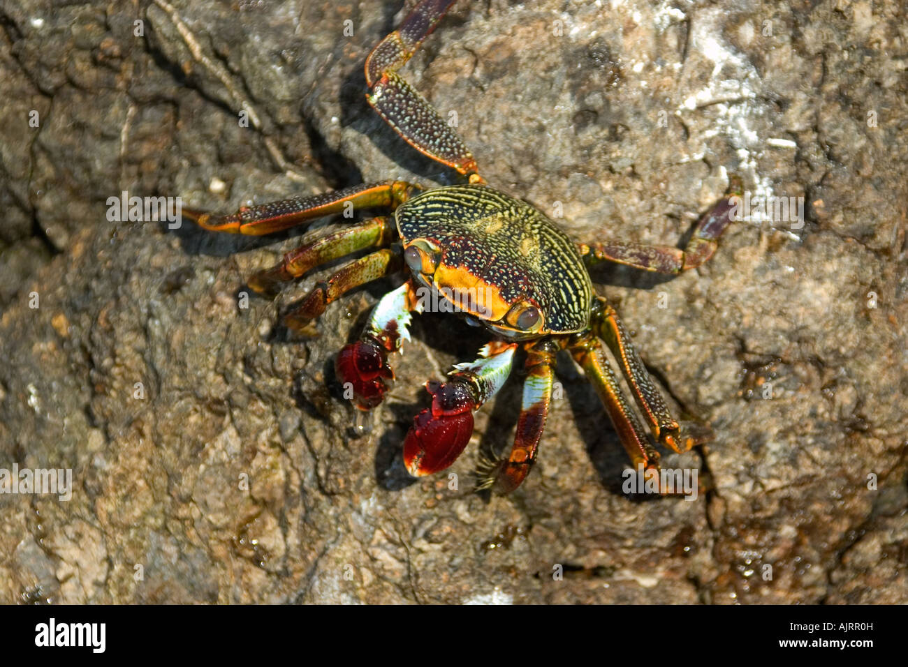 Red rock crab Grapsus grapsus St Peter and St Paul s rocks Brazil Atlantic Ocean Stock Photo