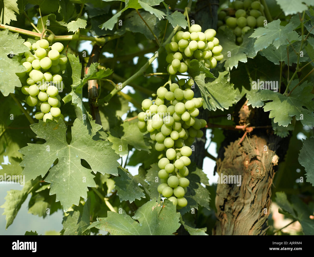 Tuscan vines in late summer - high end Hasselblad 61mb digital image Stock Photo