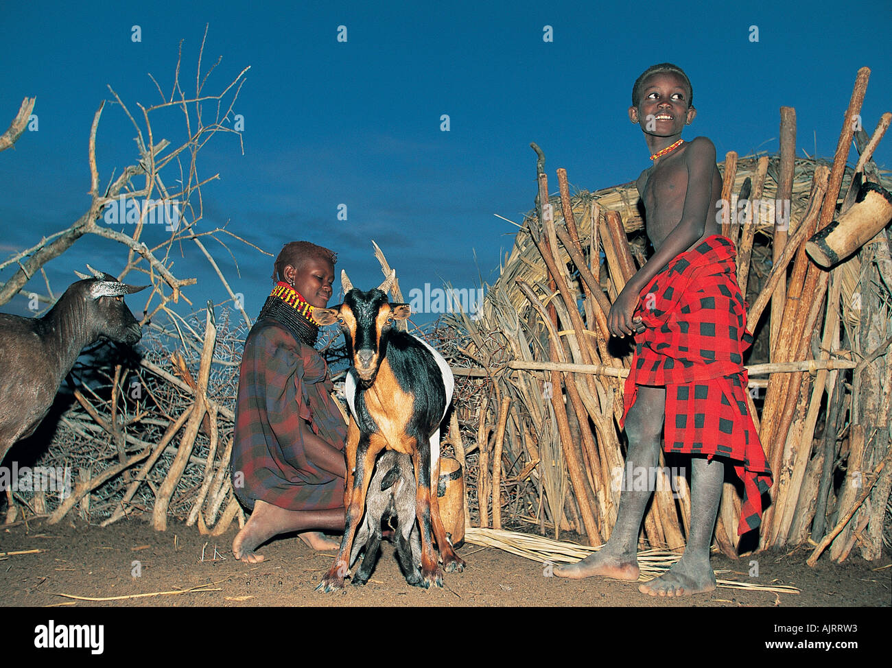 Young girl milking a goat, Turkana Kenya. Stock Photo