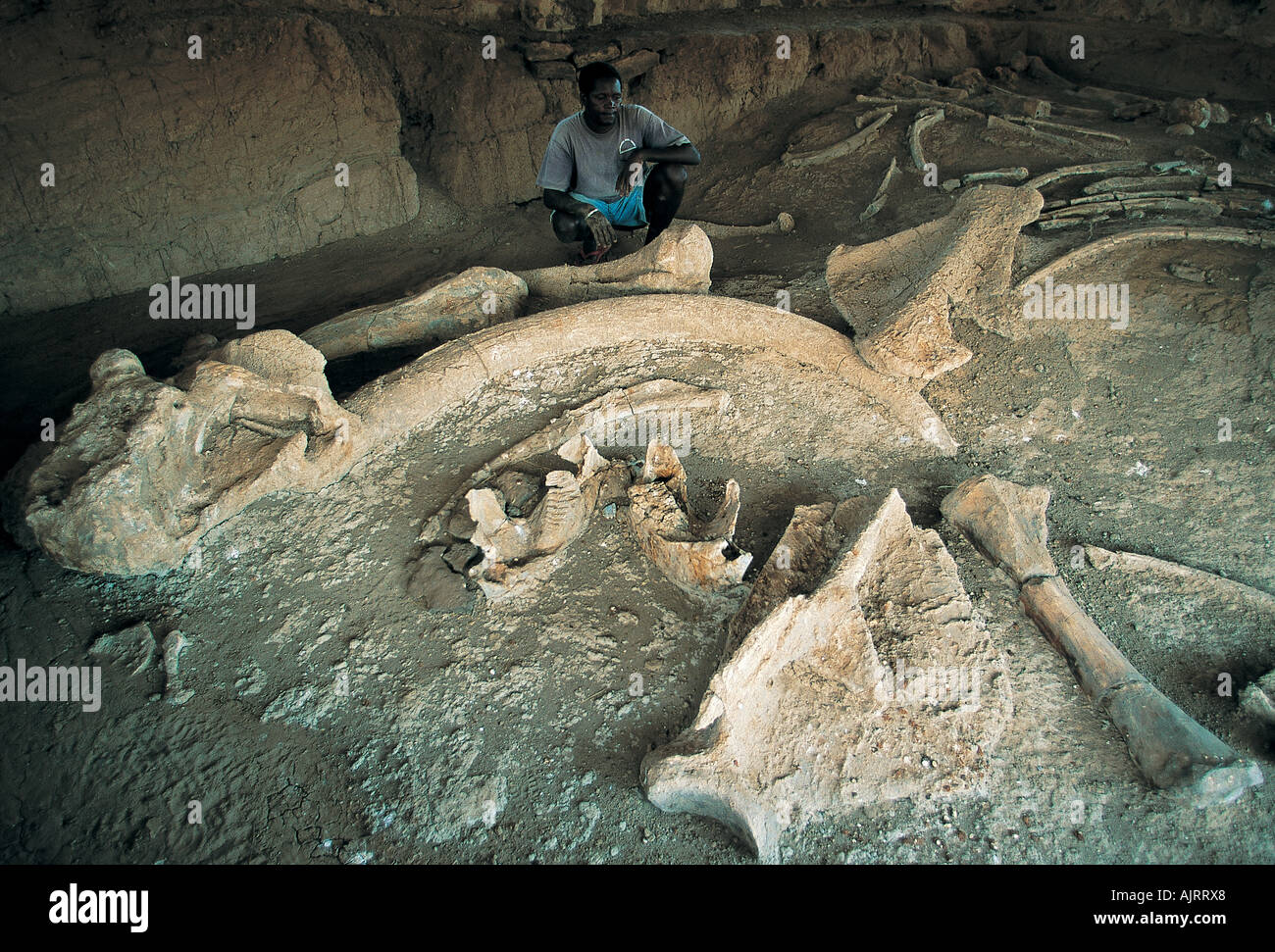 Fossil bones of extinct elephant, Elephas recki, Lake Turkana Kenya. Stock Photo