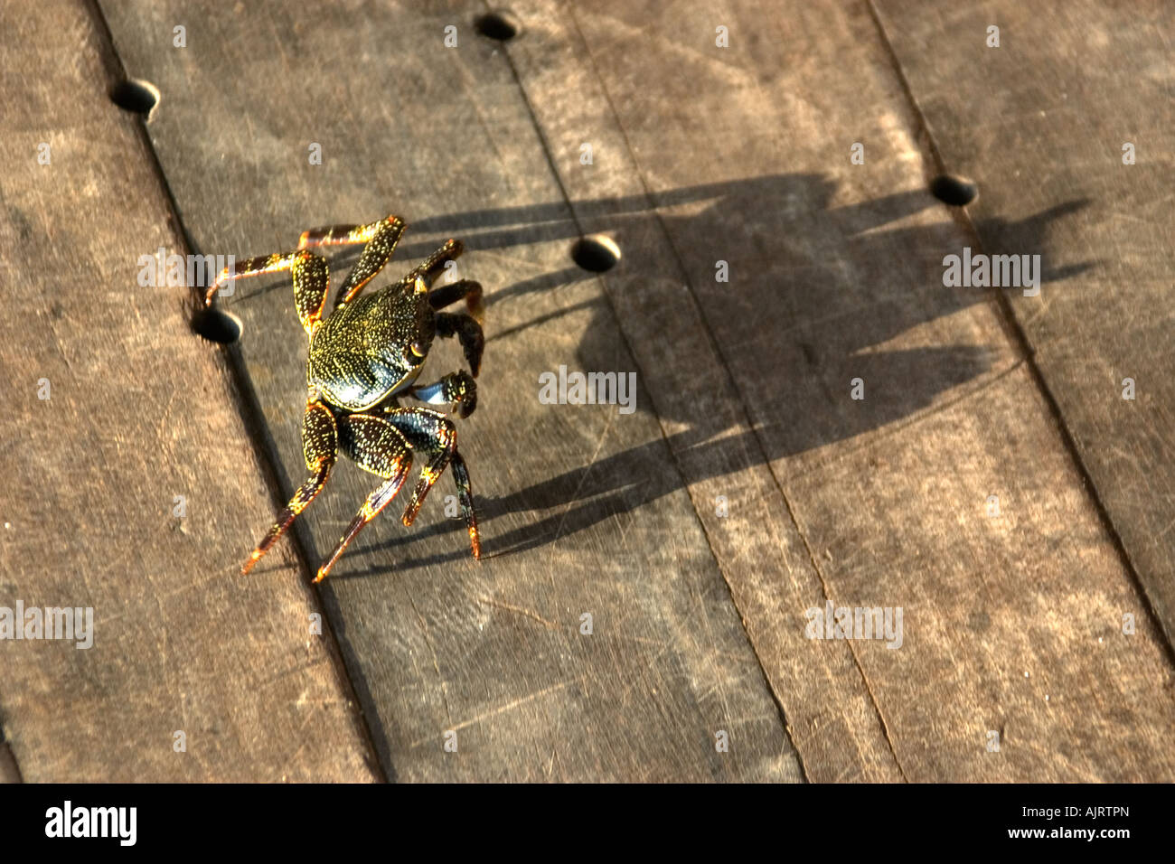 Red rock crab Grapsus grapsus and shadow St Peter and St Paul s rocks Brazil Atlantic Ocean Stock Photo