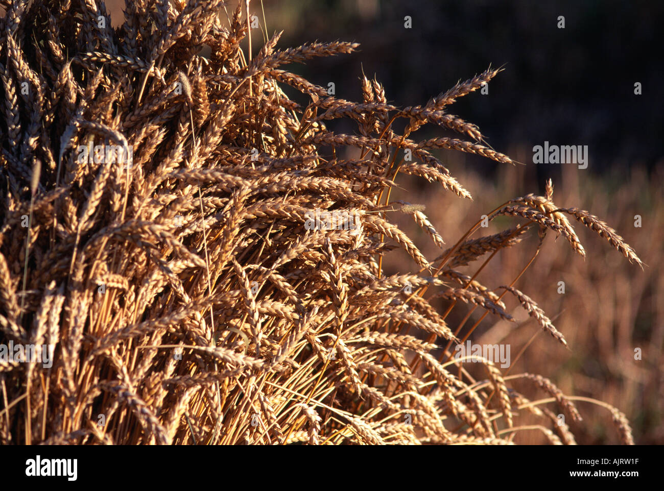 Freshly cut wheat drying in shocks on farm near Lancaster Pennsylvania USA Stock Photo