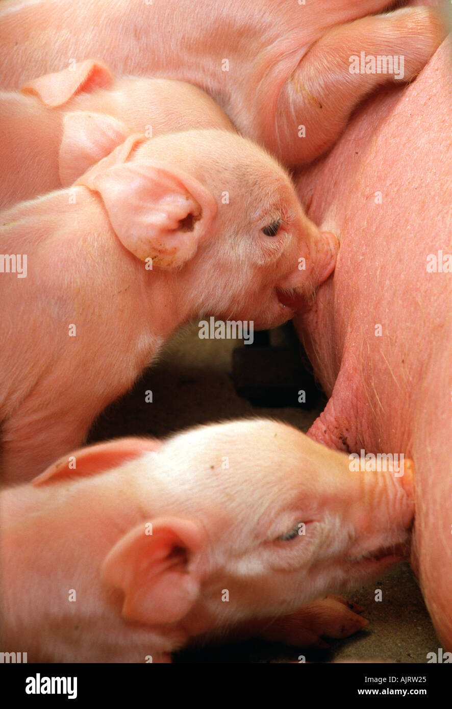 Day old pigs nursing on sow in swine facility near Pocomoke Maryland USA Stock Photo