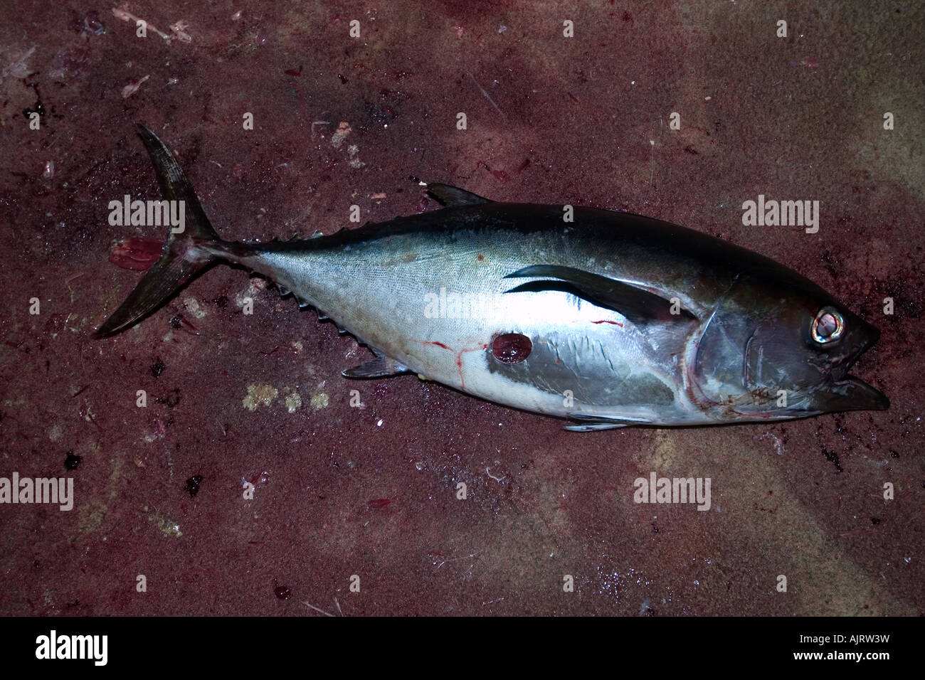 Tuna cutter hi-res stock photography and images - Alamy