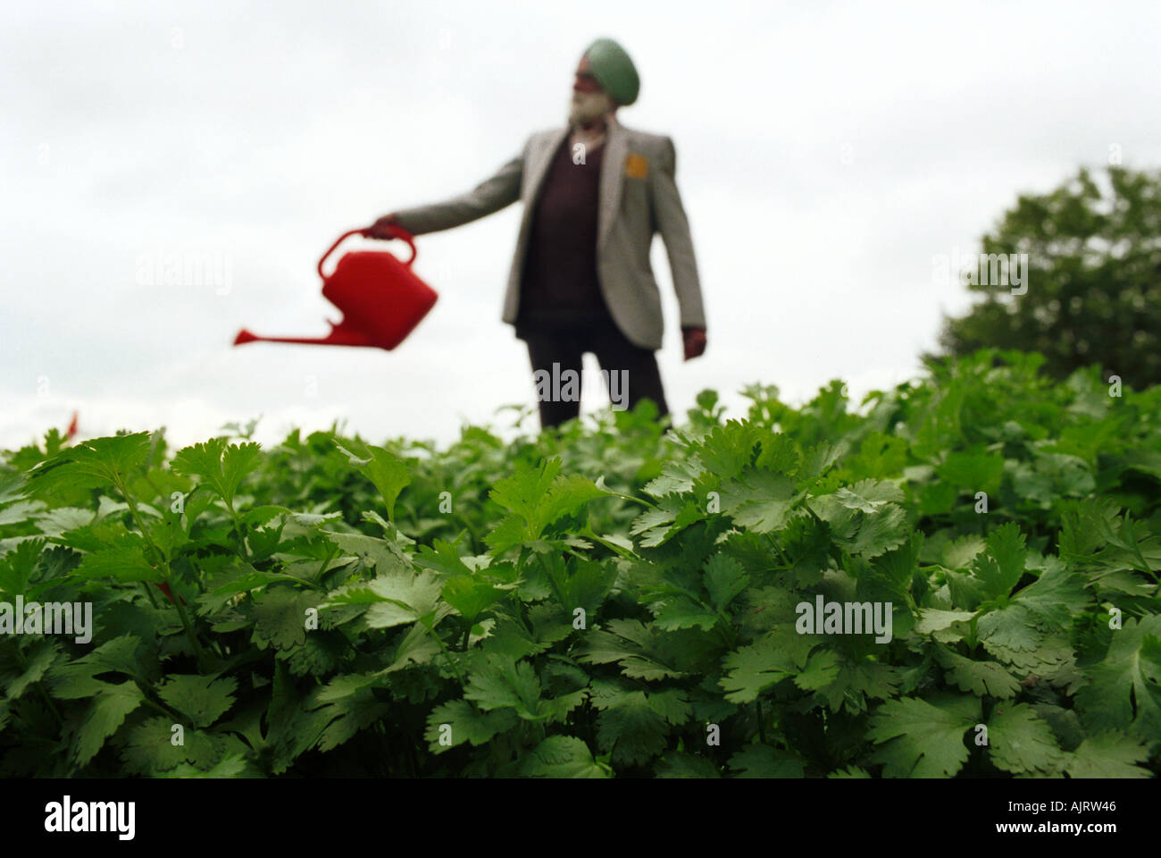 Growing coriander in Handsworth UK John Robertson 2005 Stock Photo Alamy