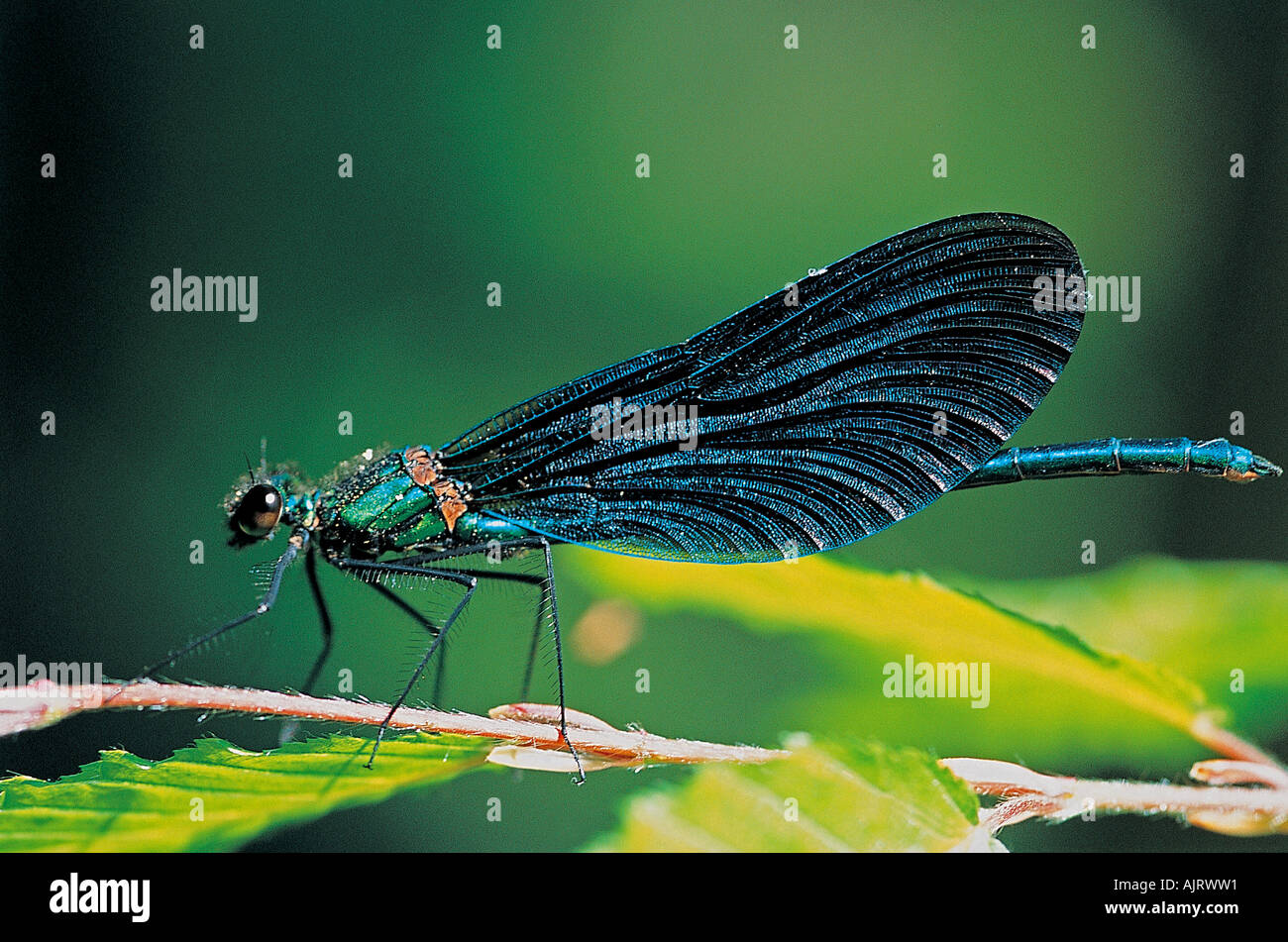 Virgo fly , Caloptrex virgo , Saka Lake , Tekirdag Turkey . Stock Photo