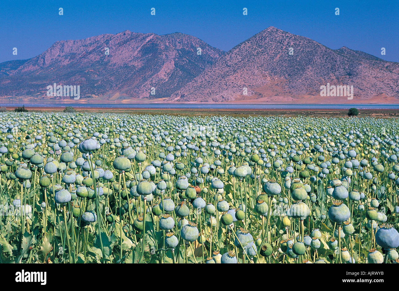 Opium fields in Burdur area under tight surveillance of government. Opium seeds are delicasy in Turkish bakery. Stock Photo