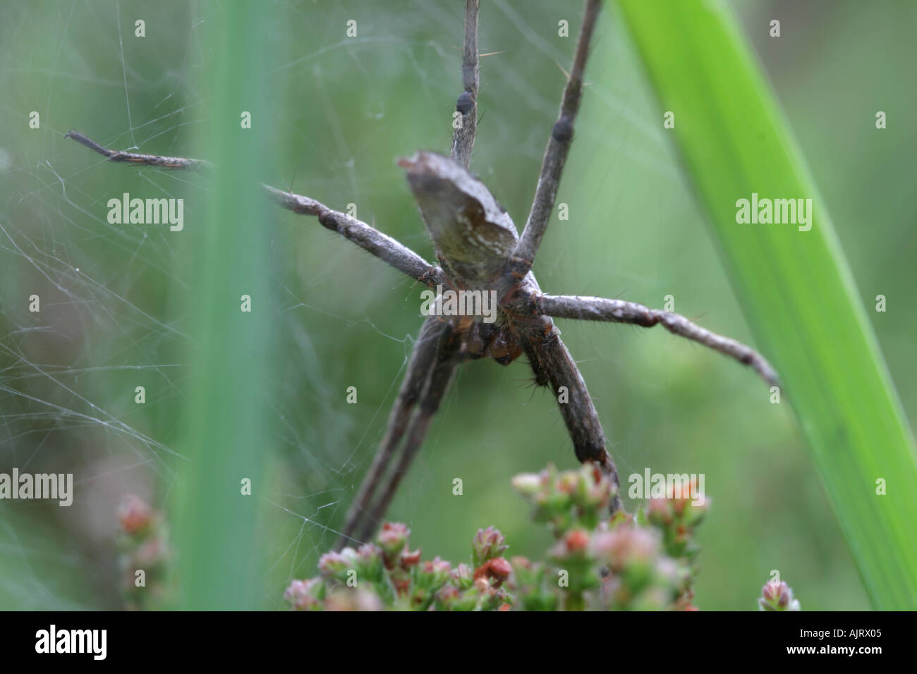 Tube web spider hi-res stock photography and images - Alamy