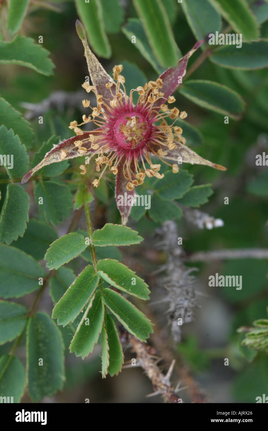 Burnet Rose starry sepals after petal drop Stock Photo