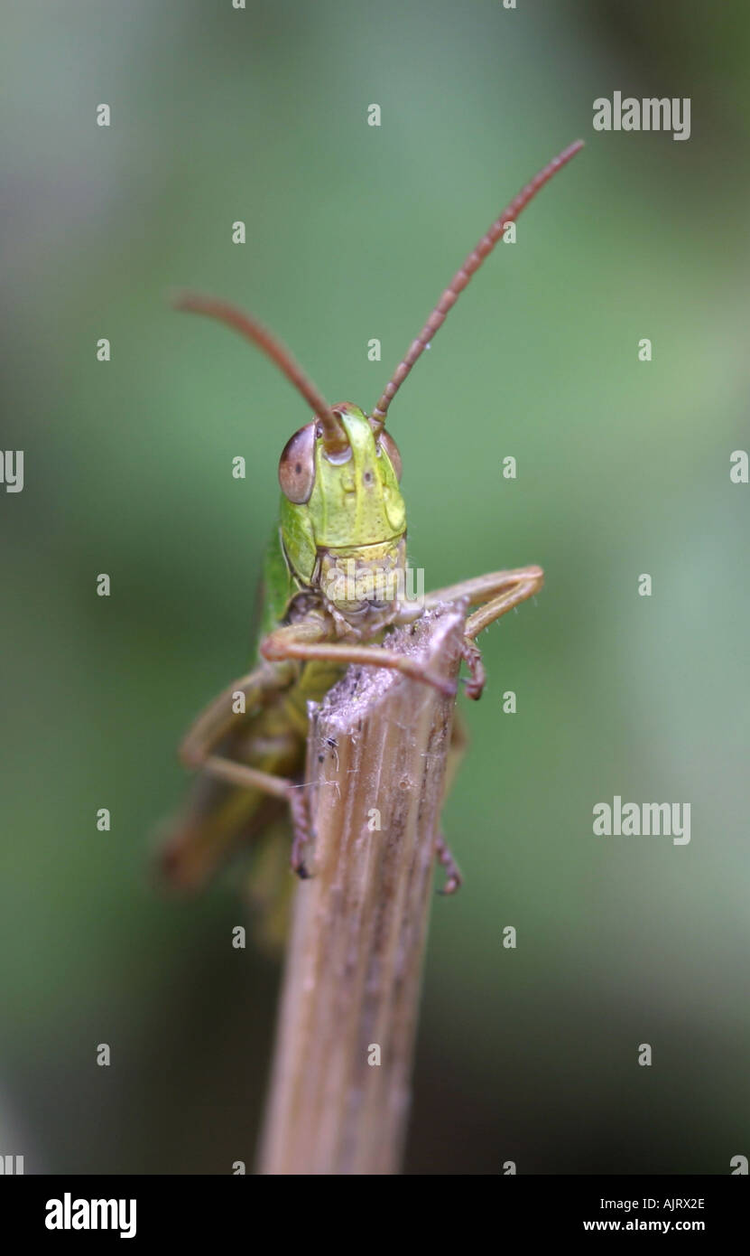 Meadow Grasshopper Chorthippus parallelus resting on a stalk Stock Photo