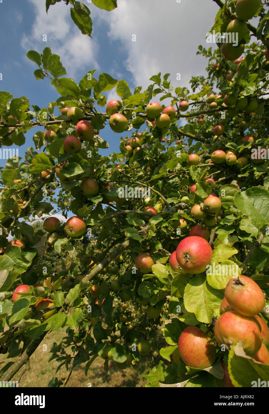 Apples in the orchard at Sissinghurst Kent Stock Photo