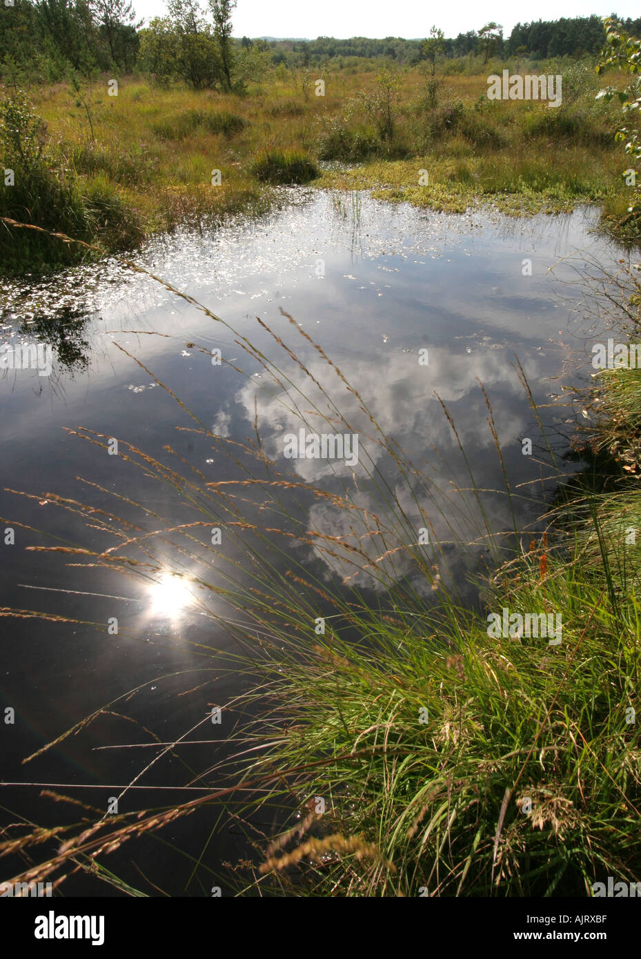 Sunlight reflected in the pools at Thursley Common Surrey UK Stock Photo