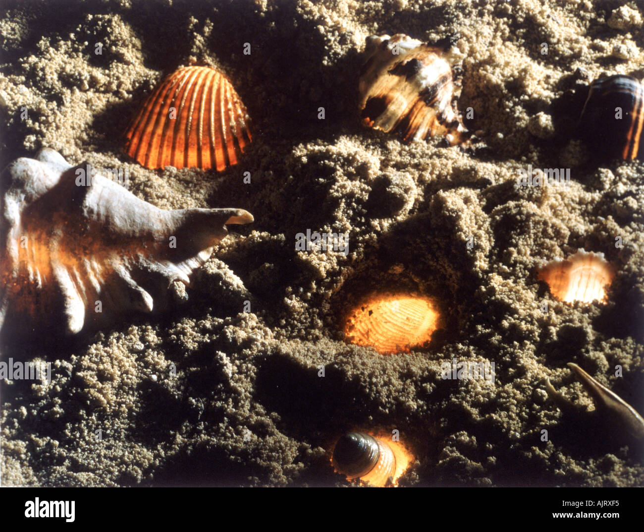Glowing sea shells on sand. Stock Photo