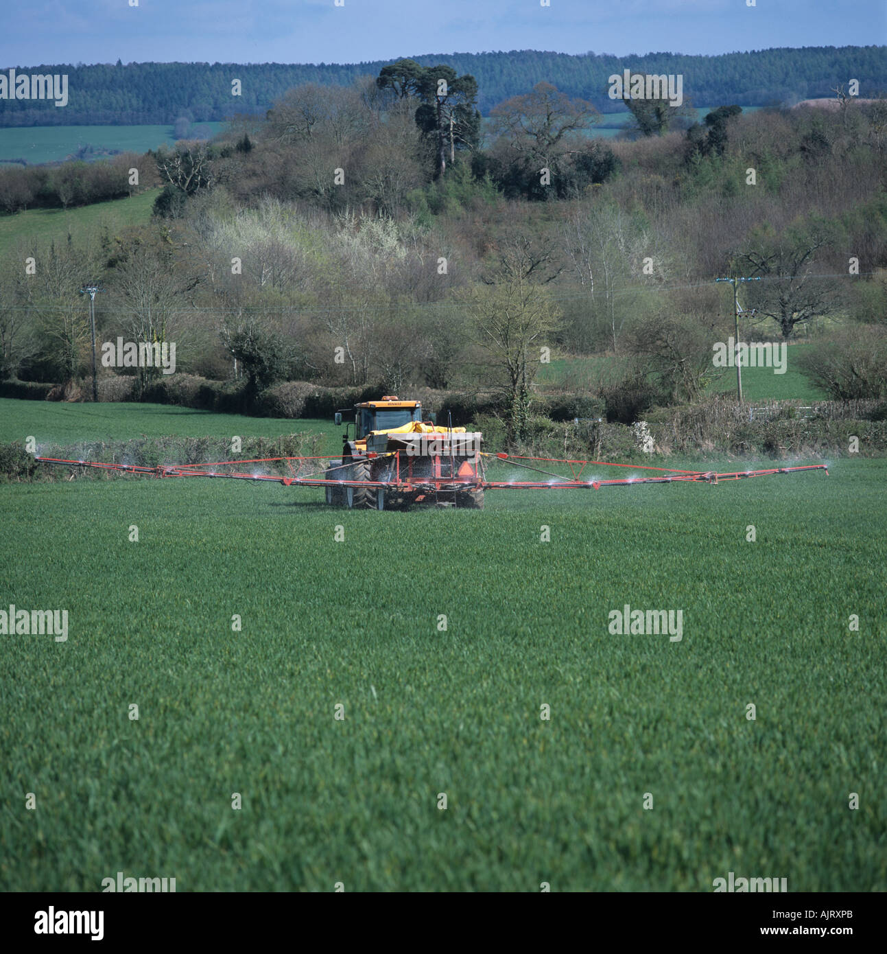 Renault tractor with large granule spreader boom applying fertilizer to wheat Stock Photo