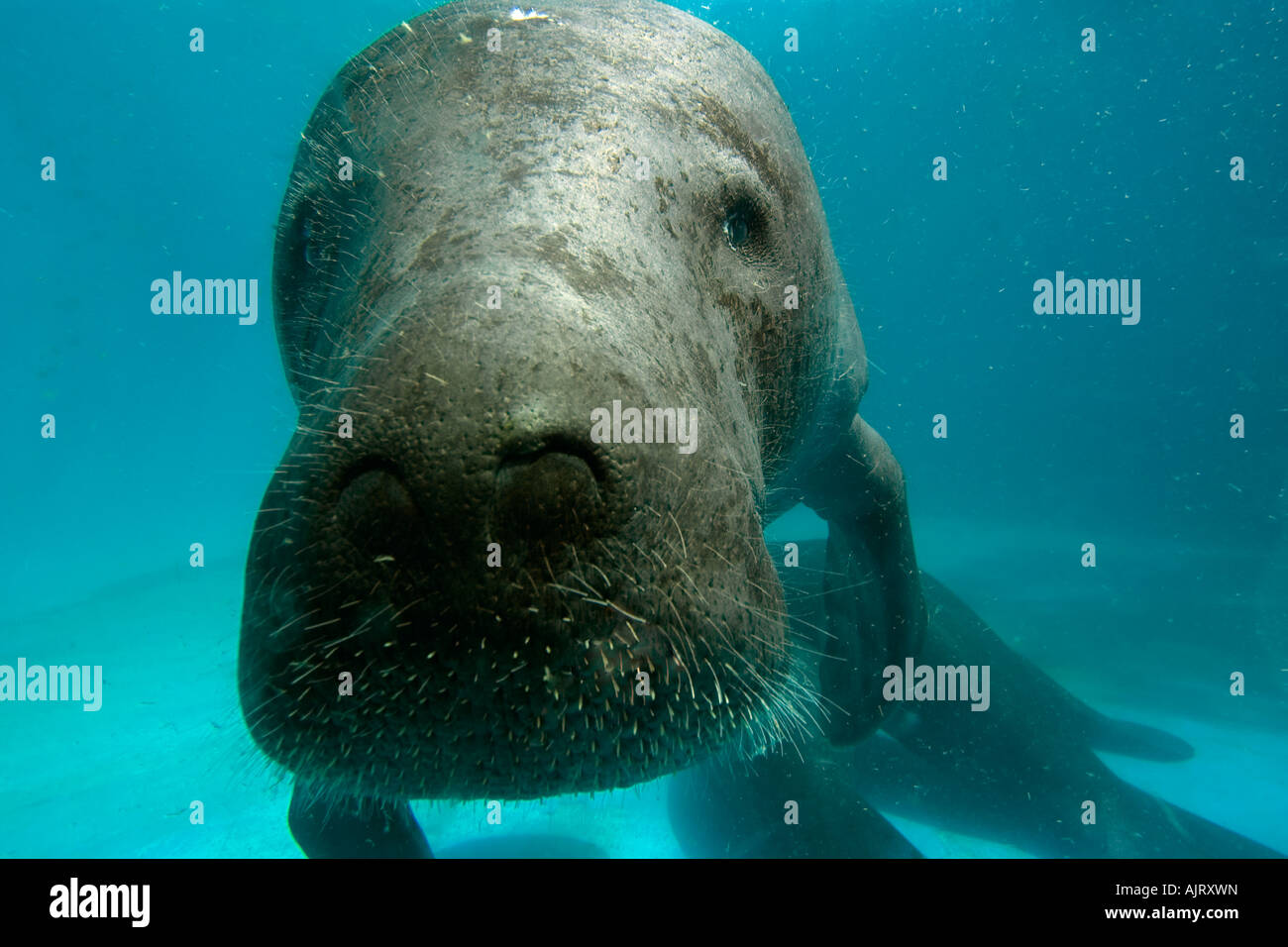 Manatee face hi-res stock photography and images - Alamy