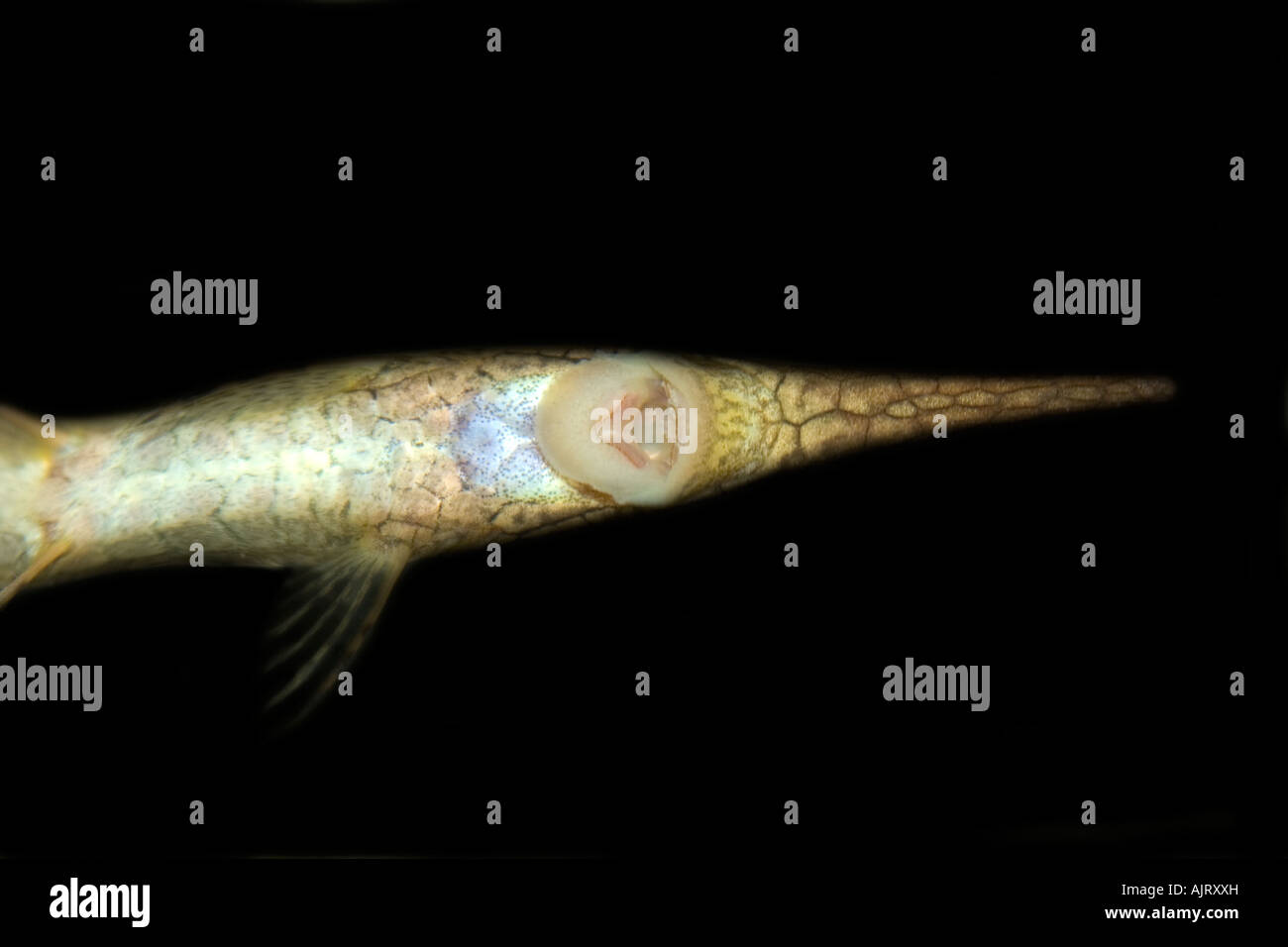 Needle catfish Farlowella acus ventral view showing mouth Manaus Amazonas Brazil Stock Photo