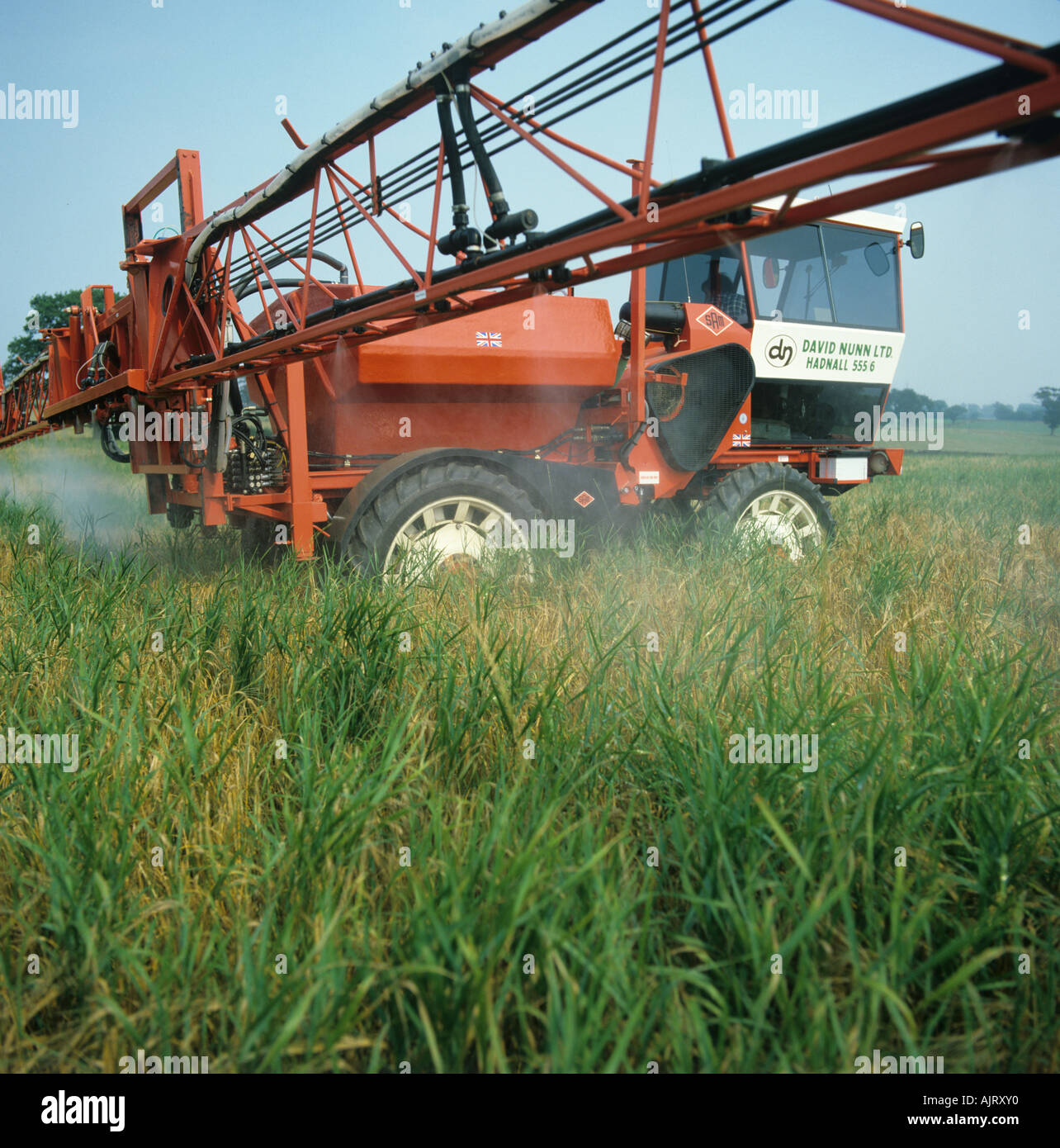 Sam sprayer spraying glyphosate onto wheat crop pre-harvest to control couch grass Stock Photo