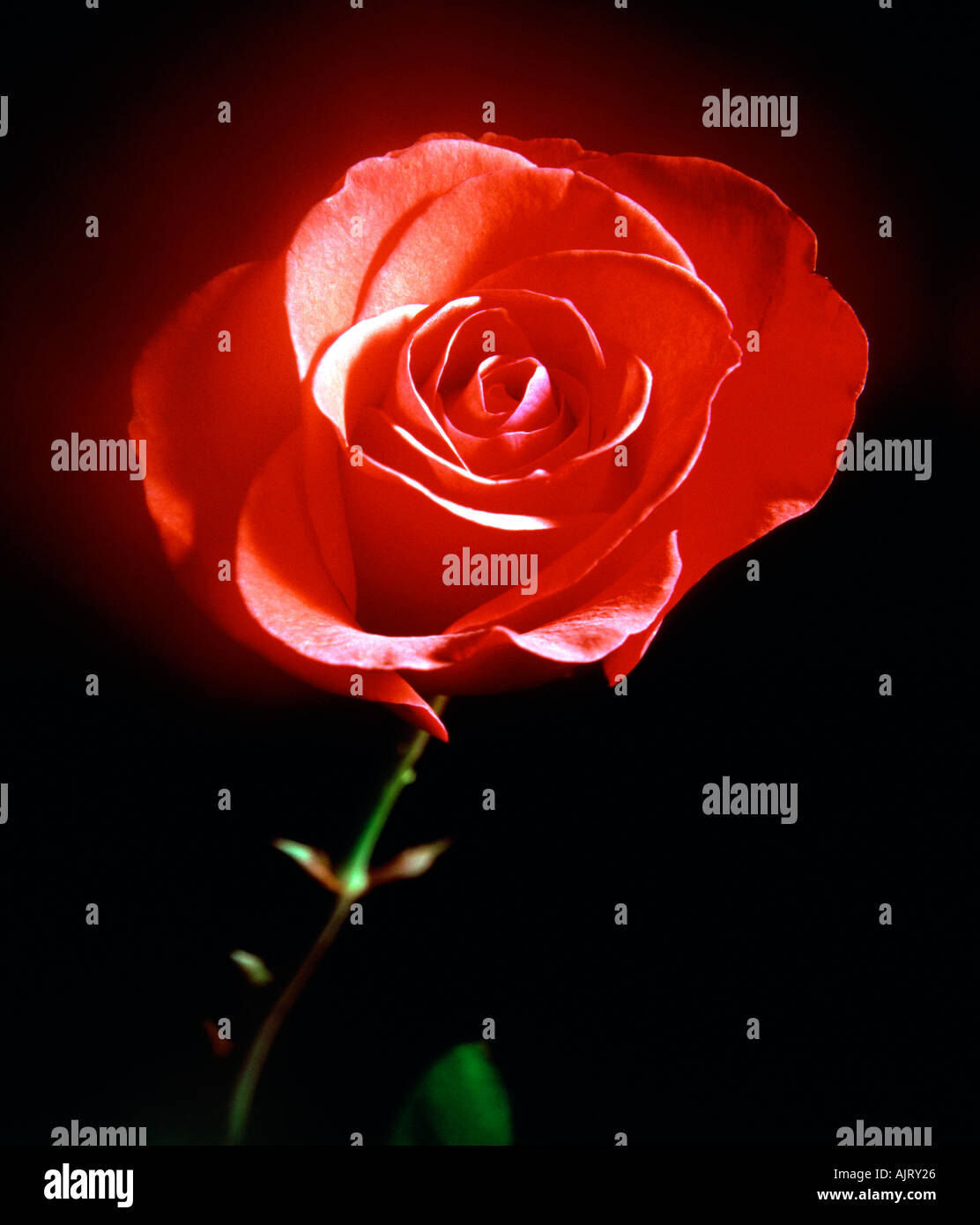 Red Rose. Stock Photo