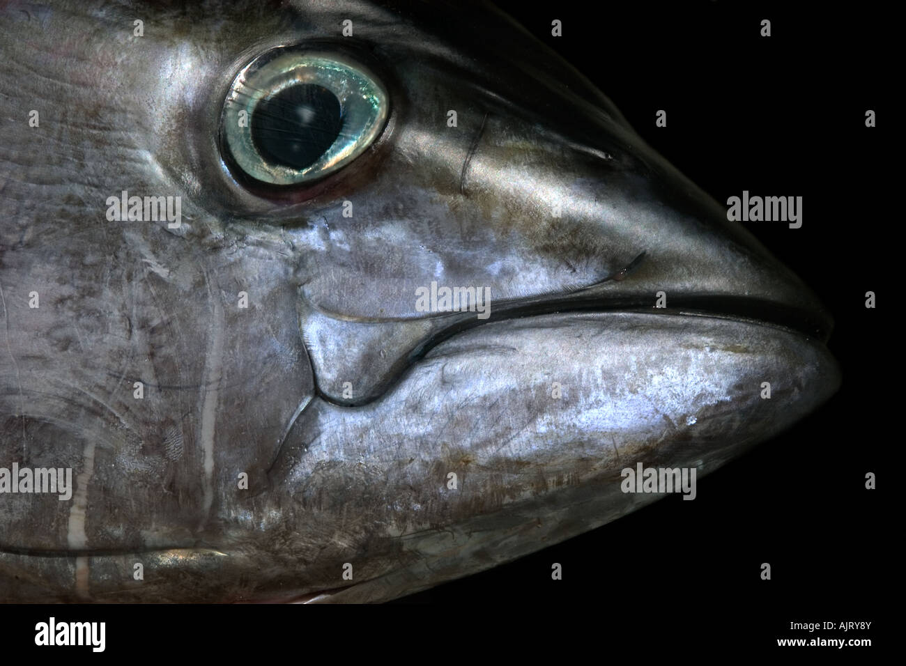 Yellowfin tuna Thunnus albacares head detail St Peter and St Paul s rocks Brazil Atlantic Ocean Stock Photo