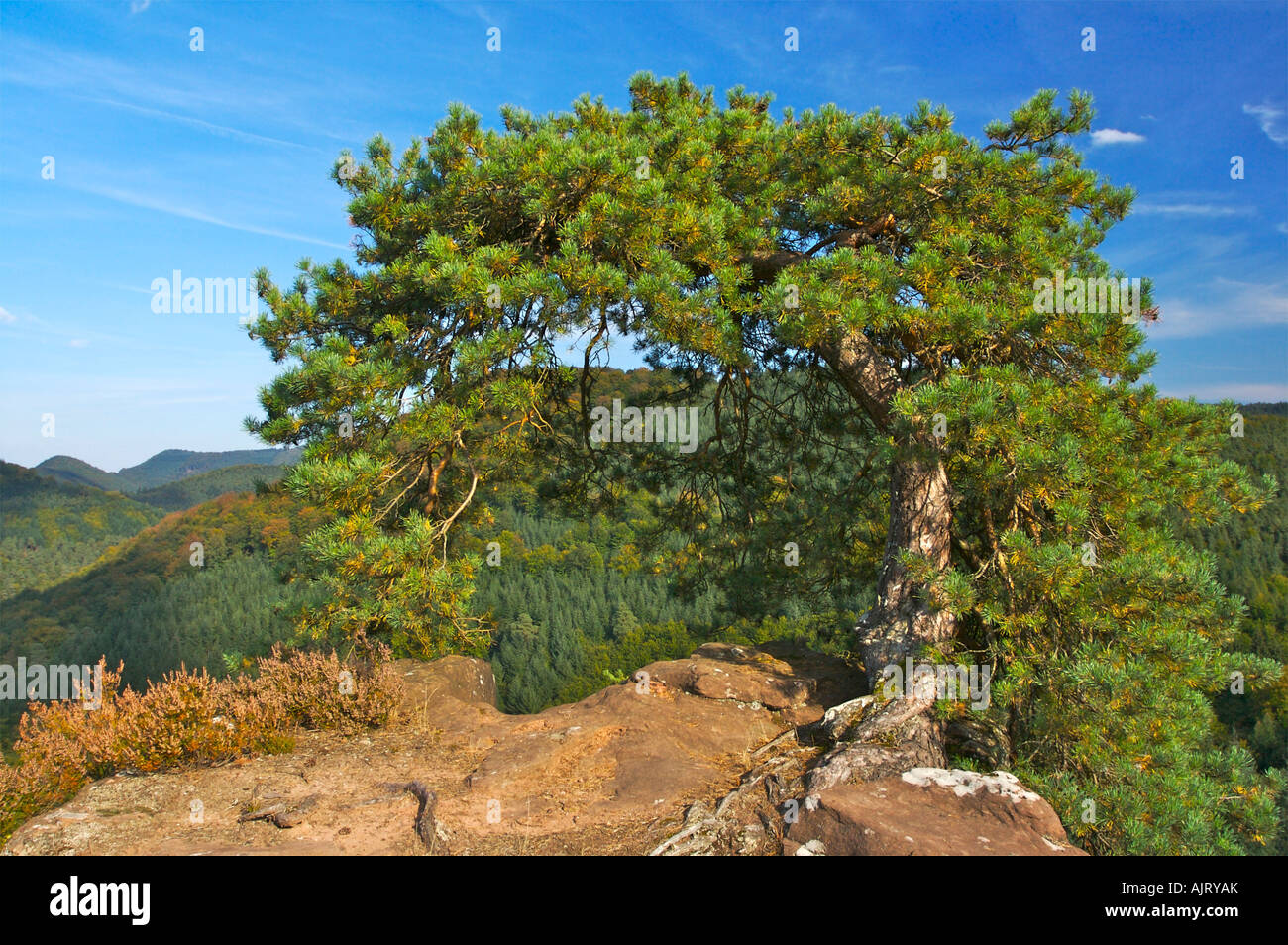 Old tree growing on the top of rock Stock Photo - Alamy