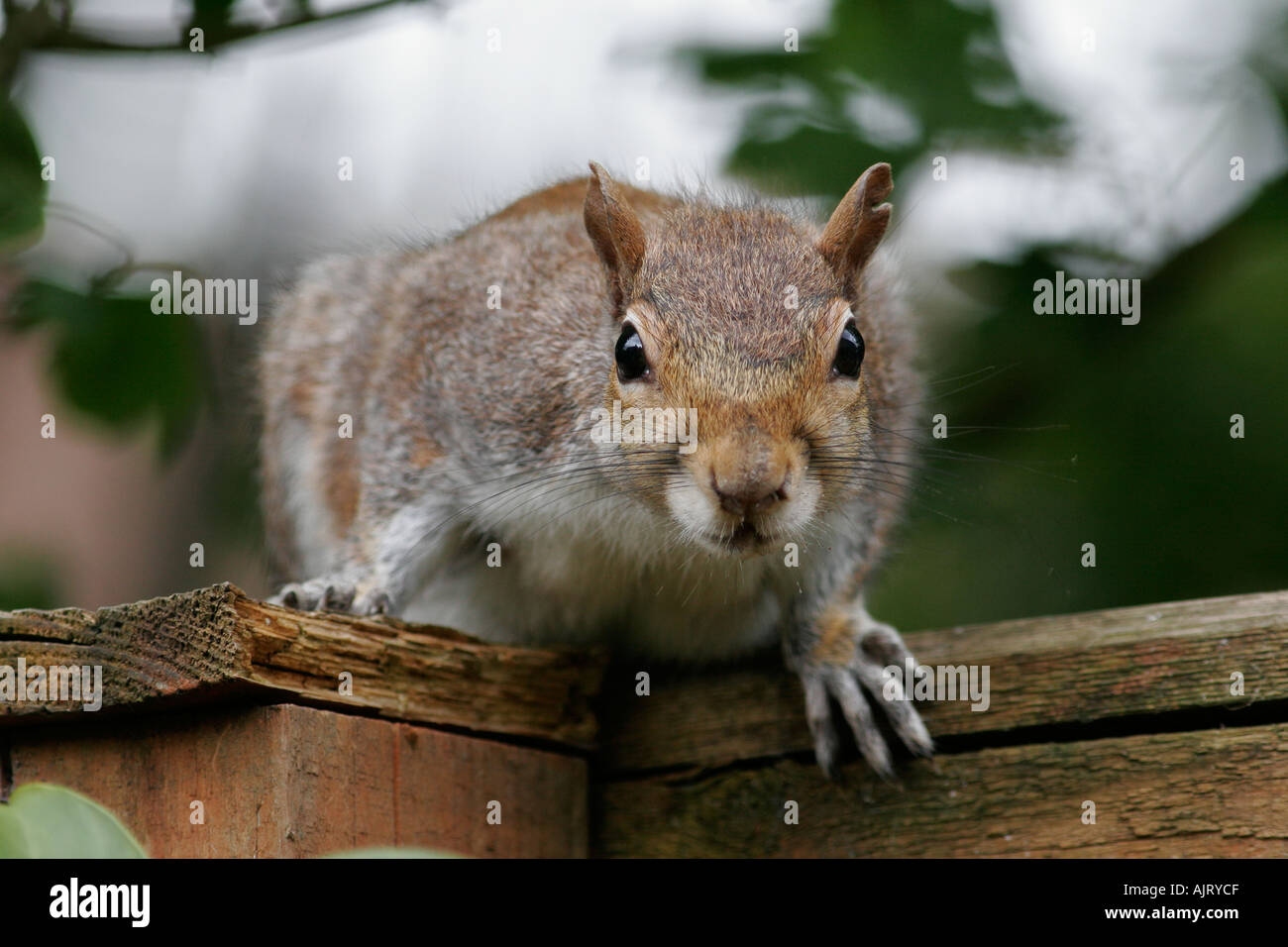 Grey Squirrel on garden fence Stock Photo Alamy