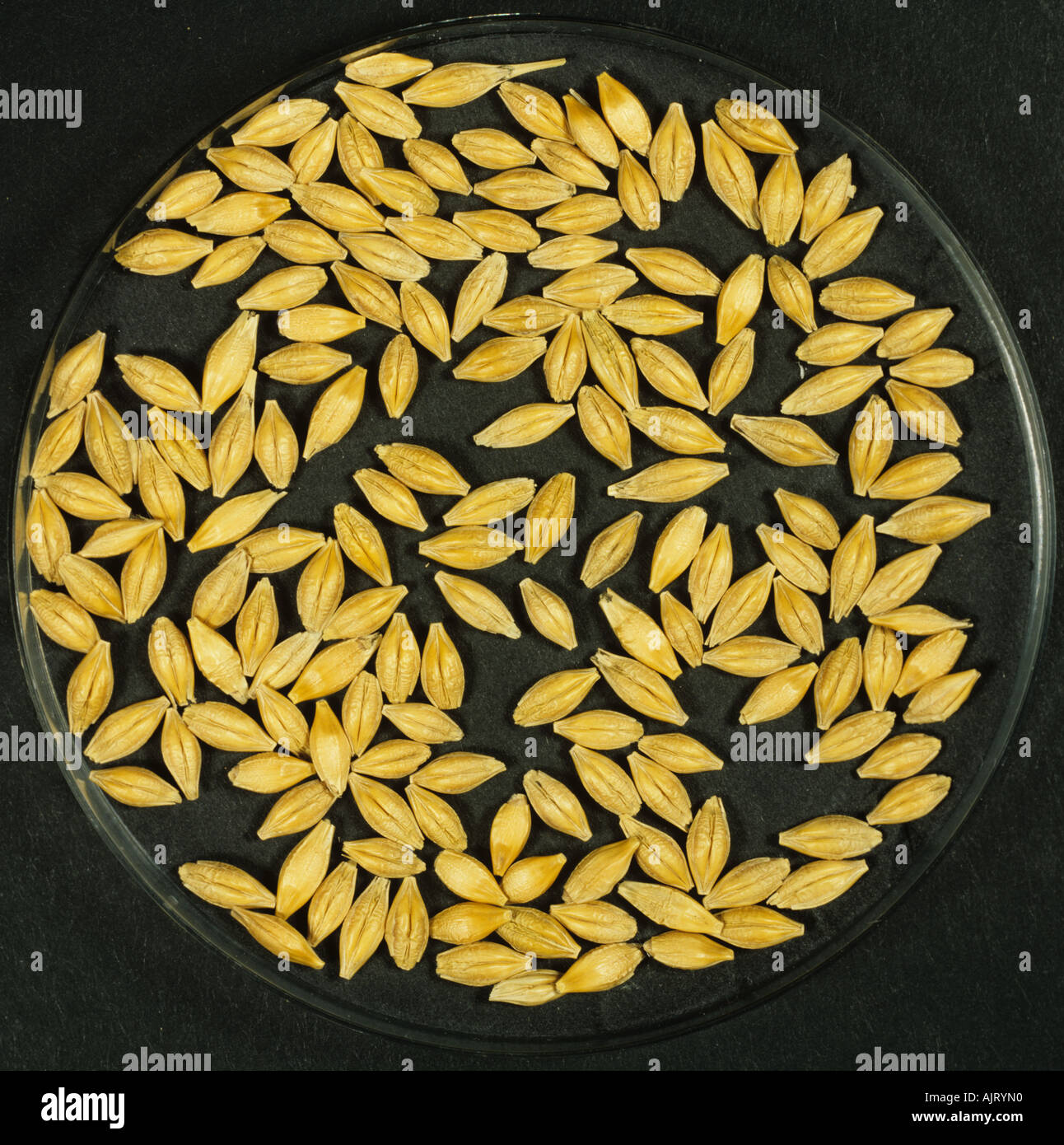 Process of malting barley seed stage one before germination Stock Photo
