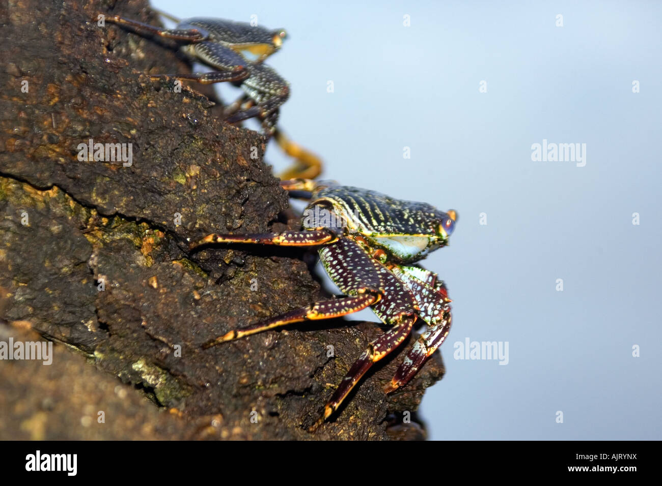 Red rock crab Grapsus grapsus St Peter and St Paul s rocks Brazil Atlantic Ocean Stock Photo