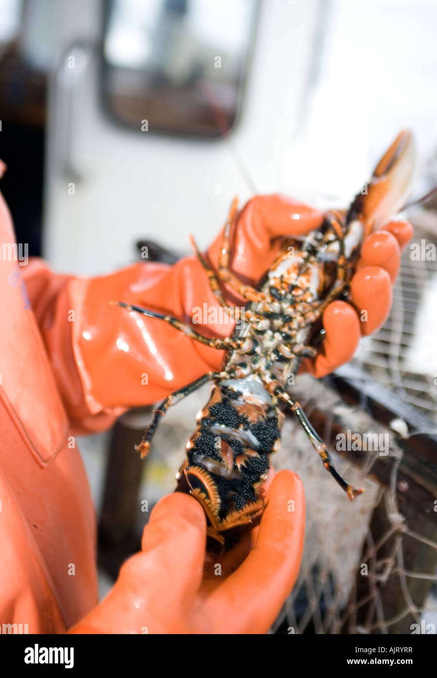 Examining a spawning female lobster Fisherman on a boat holds a