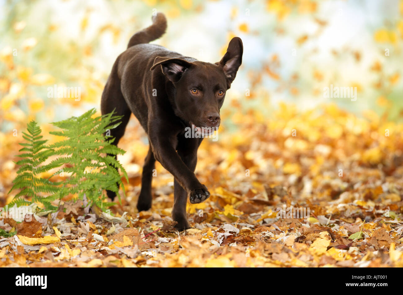 Labrador Retriever dog - running in autumn foliage Stock Photo