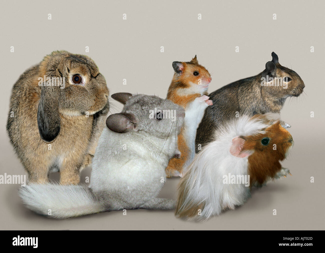 different gnawers Stock Photo