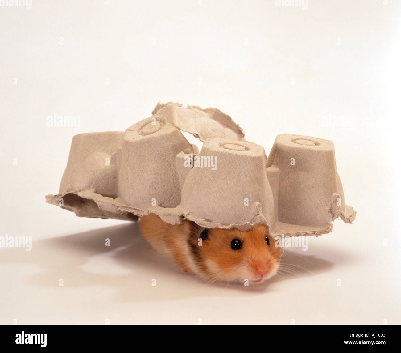 Hamsters playing hires stock photography and images Alamy