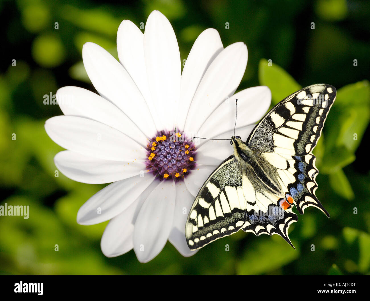 Swallowtail Butterfly Stock Photo
