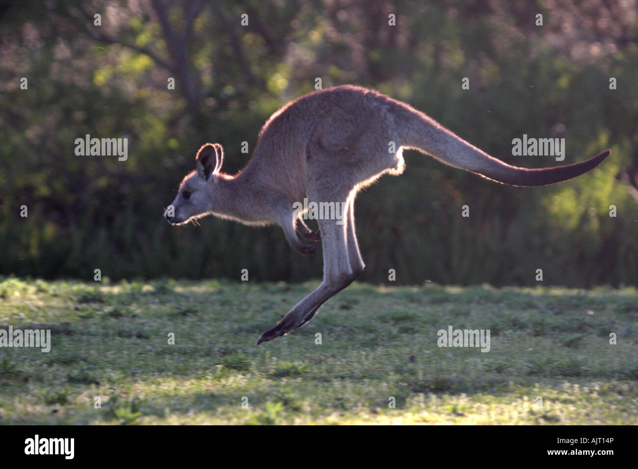 Eastern grey kangaroo, macropus giganteus, single adult running Stock Photo